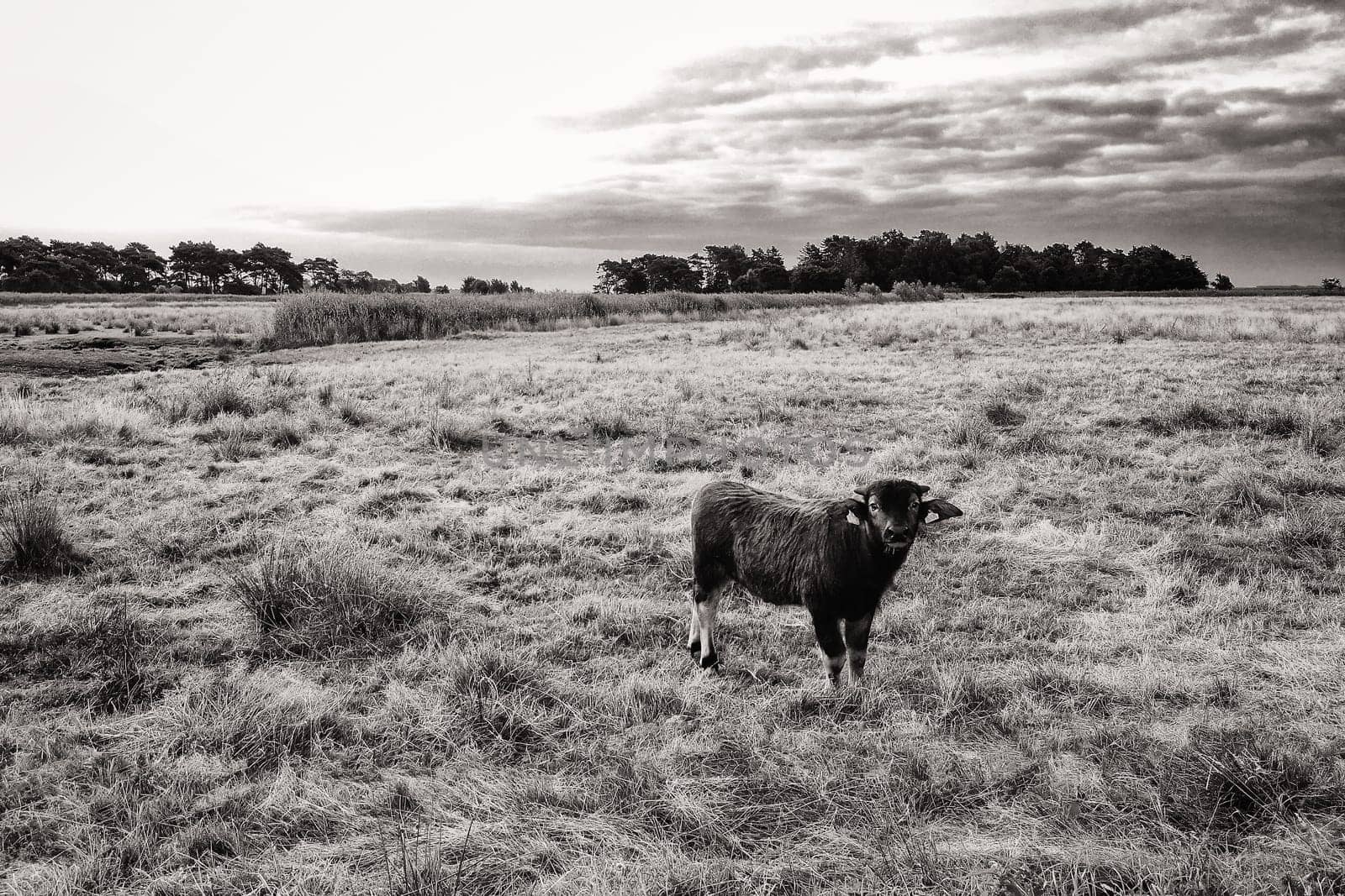Water buffalo on a pasture, Fischland-Darss peninsula, Mecklenburg-West Pomerania, Germany