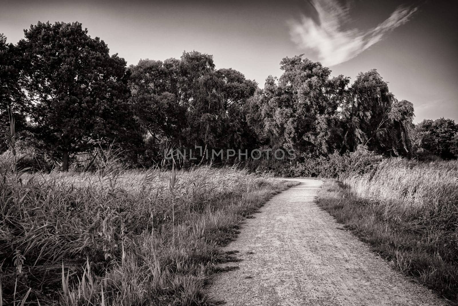 Landscape at the Barther Bodden, Fischland-Darss peninsula, Mecklenburg-West Pomerania, Germany