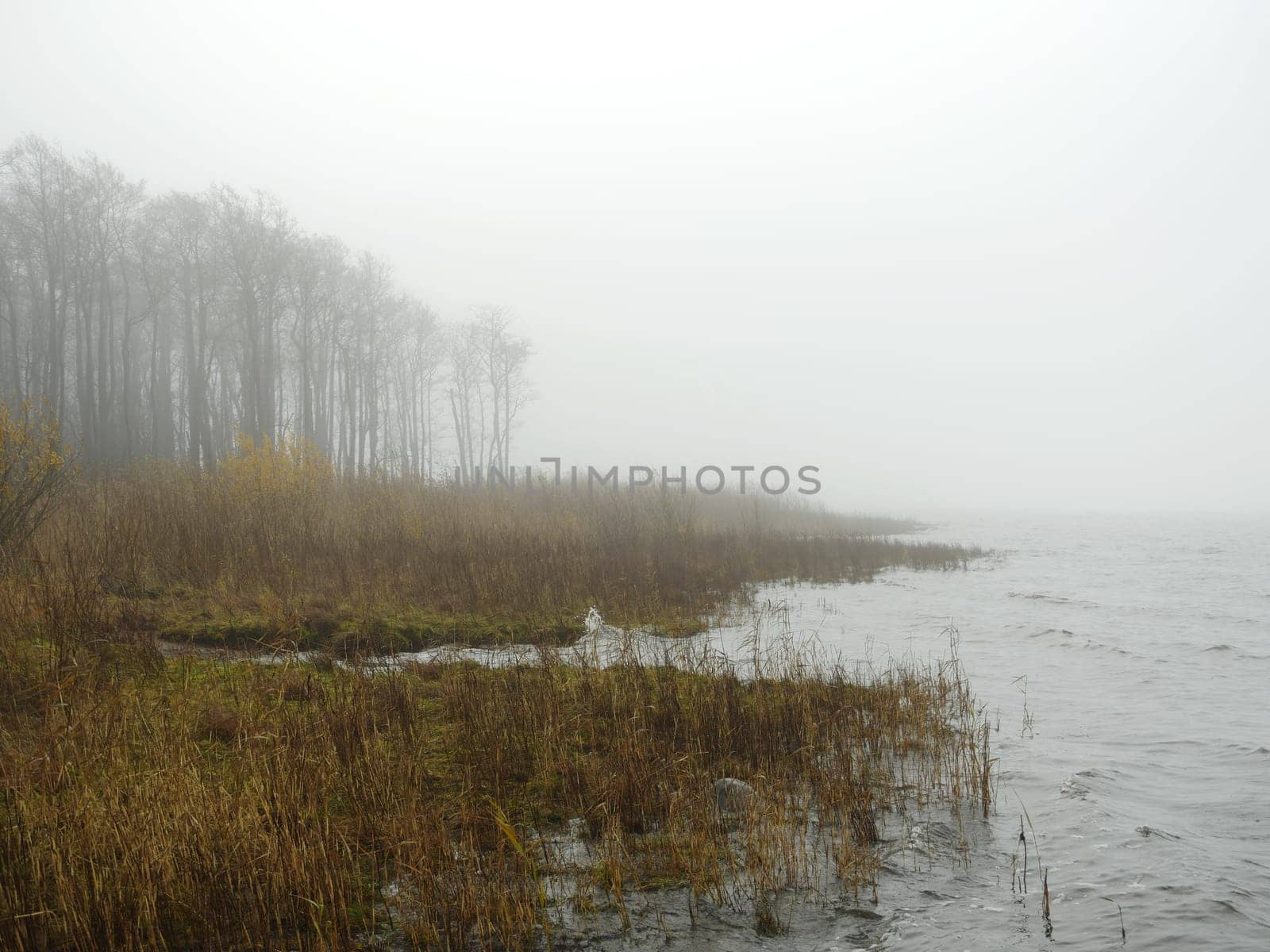 cold fog on the shore of the lake morning autumn landscape, white shroud