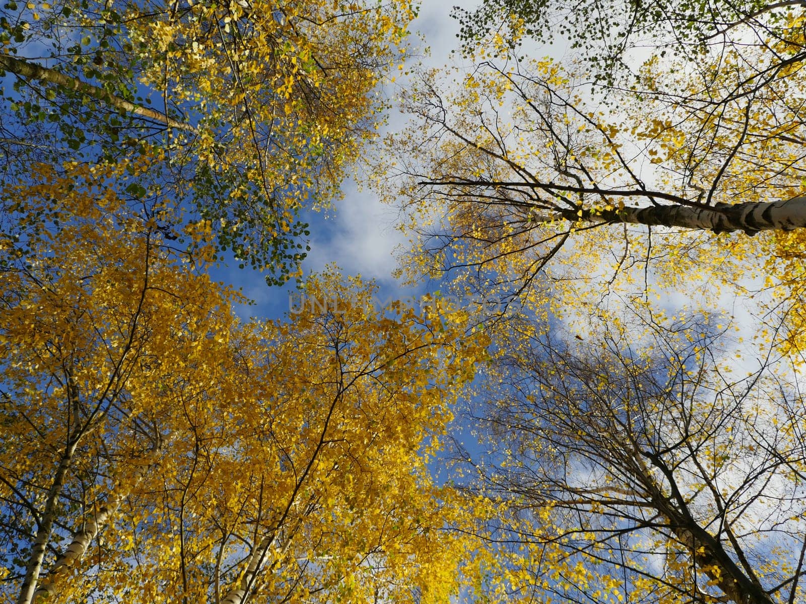 Autumn sky with clouds over tall trees with yellow leaves