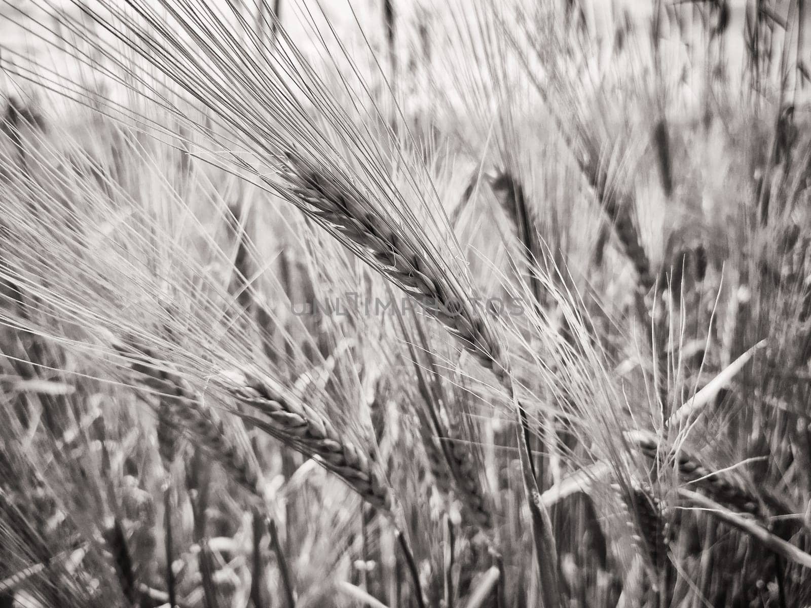 Barley field in the state of Brandenburg, Germany