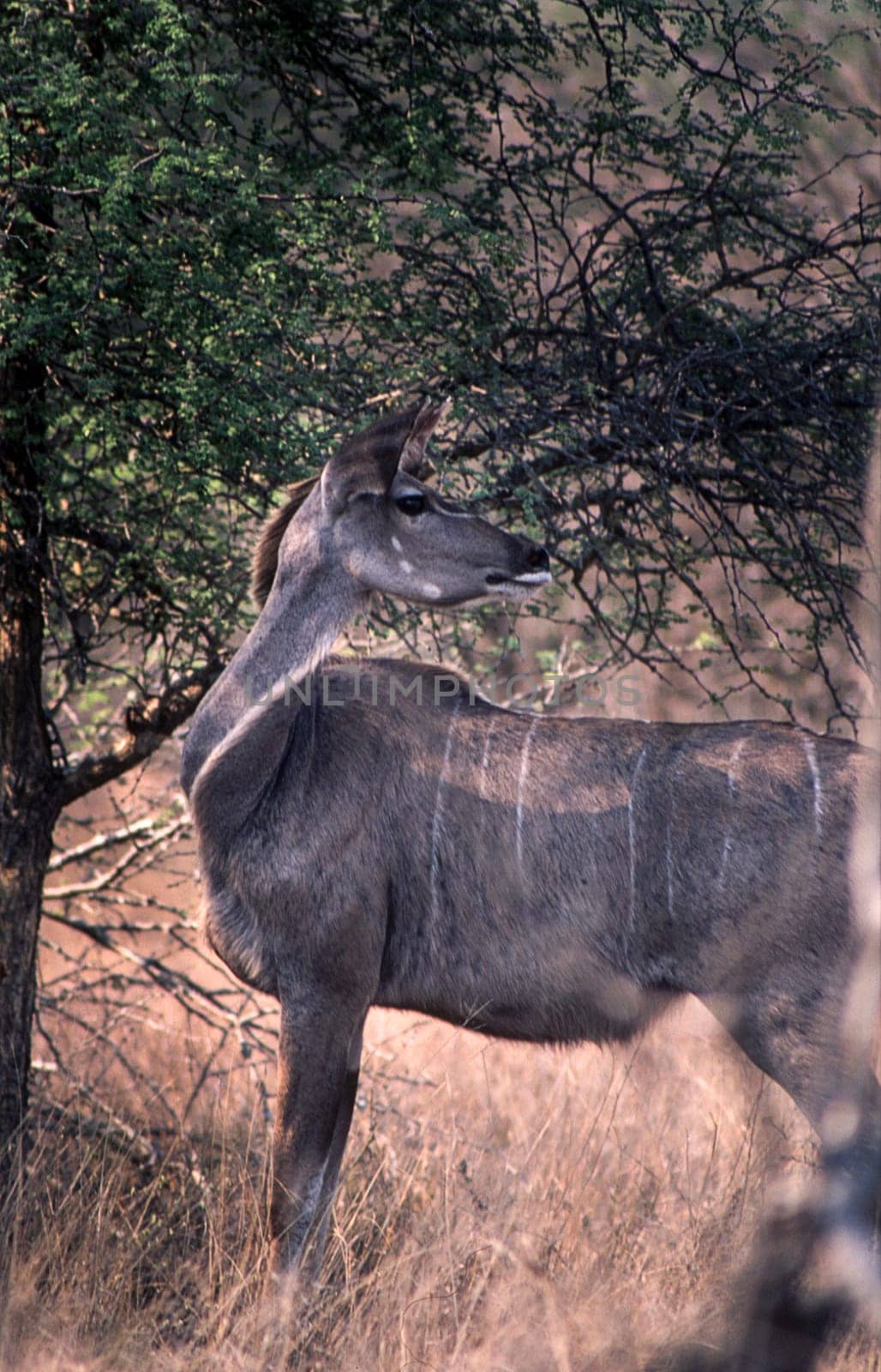 Kudu (Tragelaphus strepsiceros), Kruger National Park, Mpumalanga, South Africa