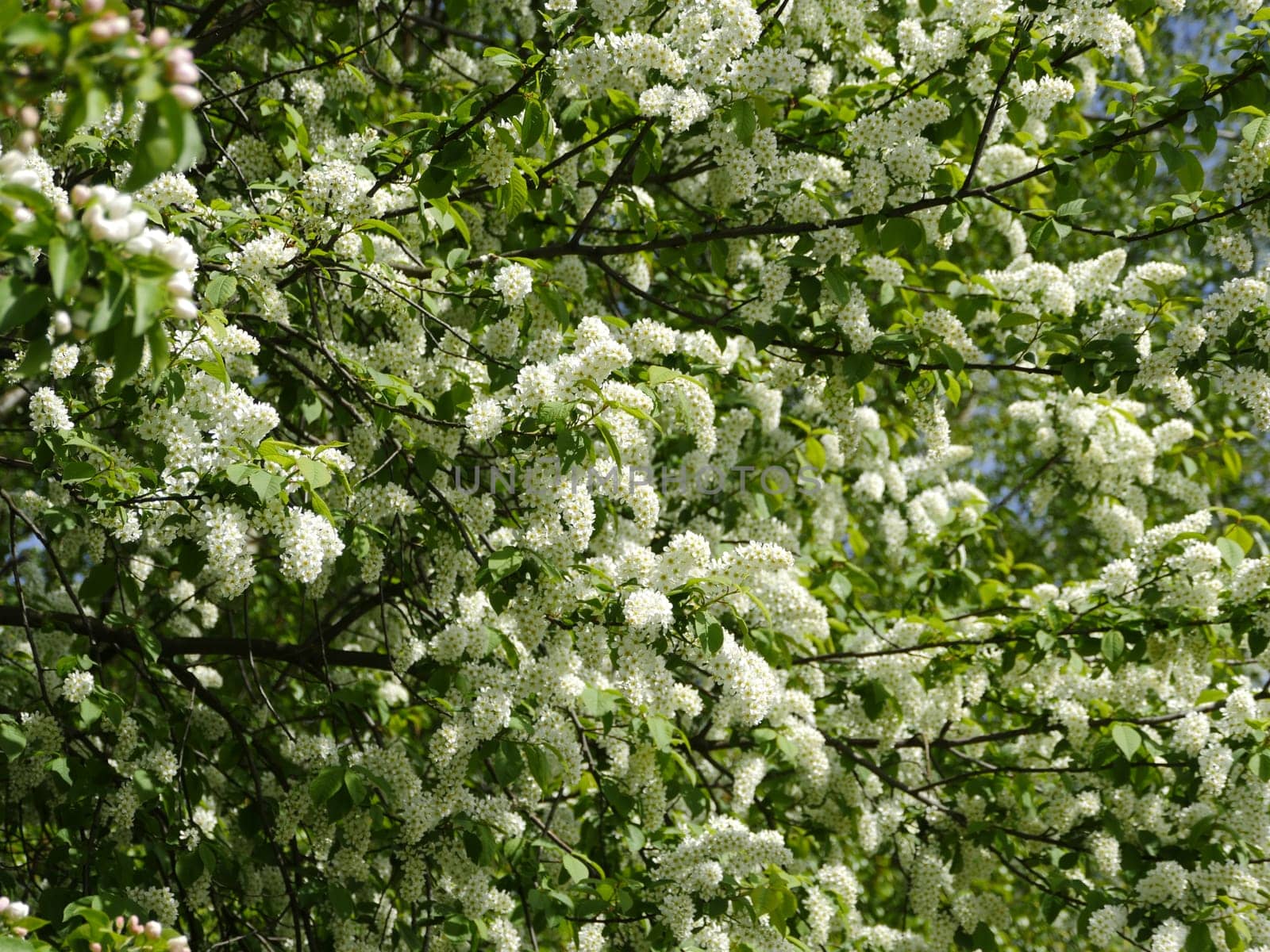 Spring lush white flowers, bird cherry blossoms background