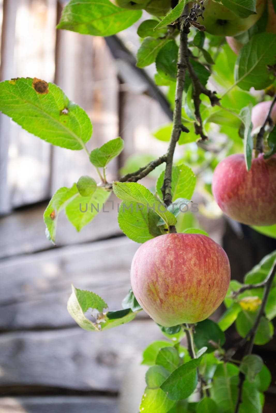 Red apples on a branch and wooden wall of country house in autumn garden, vertical image