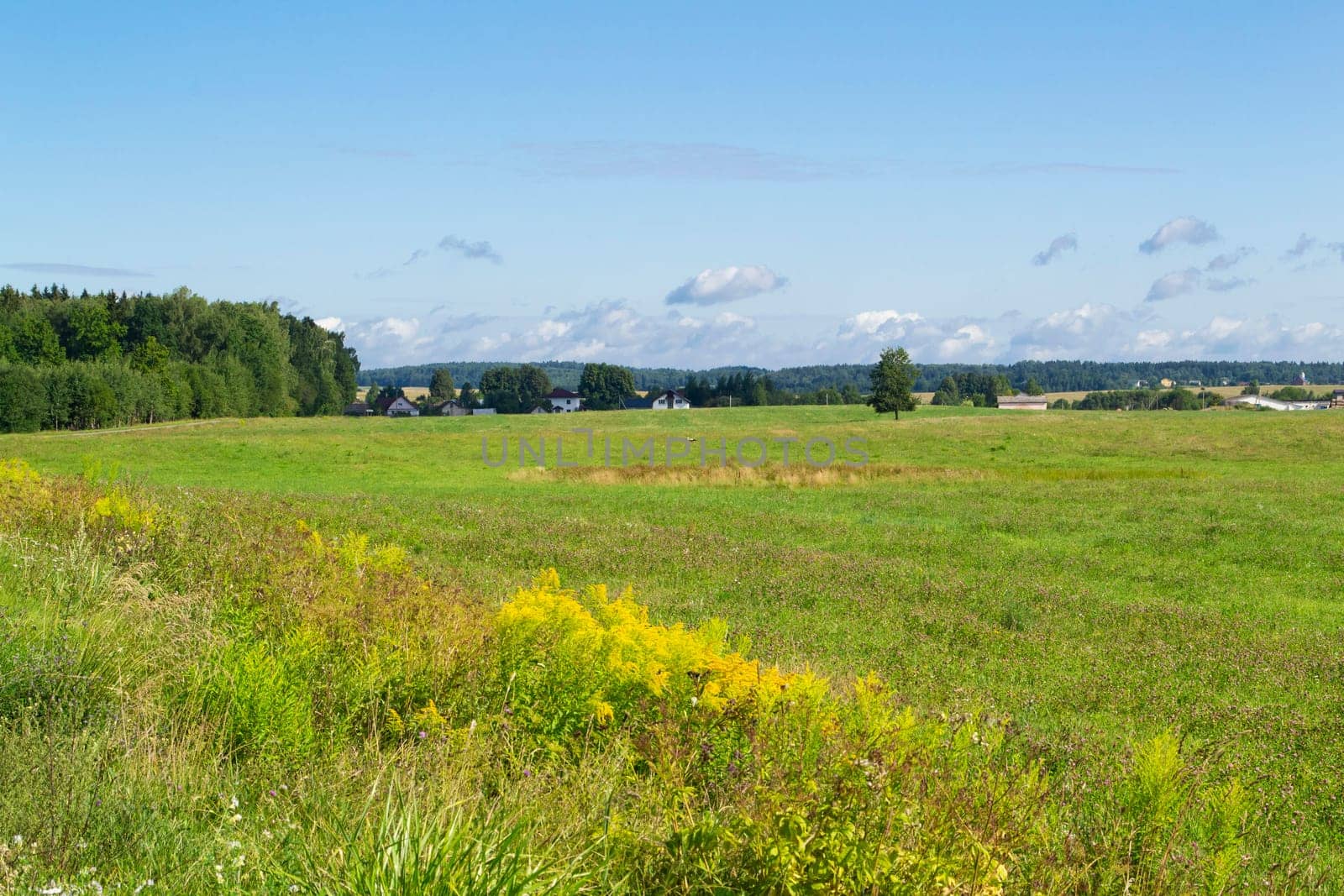 Rural landscape in Belarus on a sunny day. Green field in colorful summer