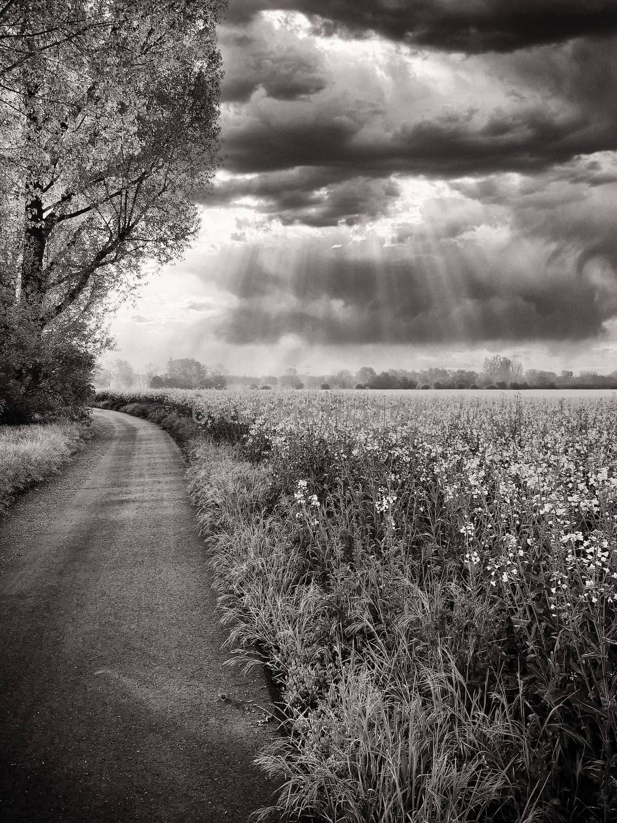 blooming rapeseed field in spring