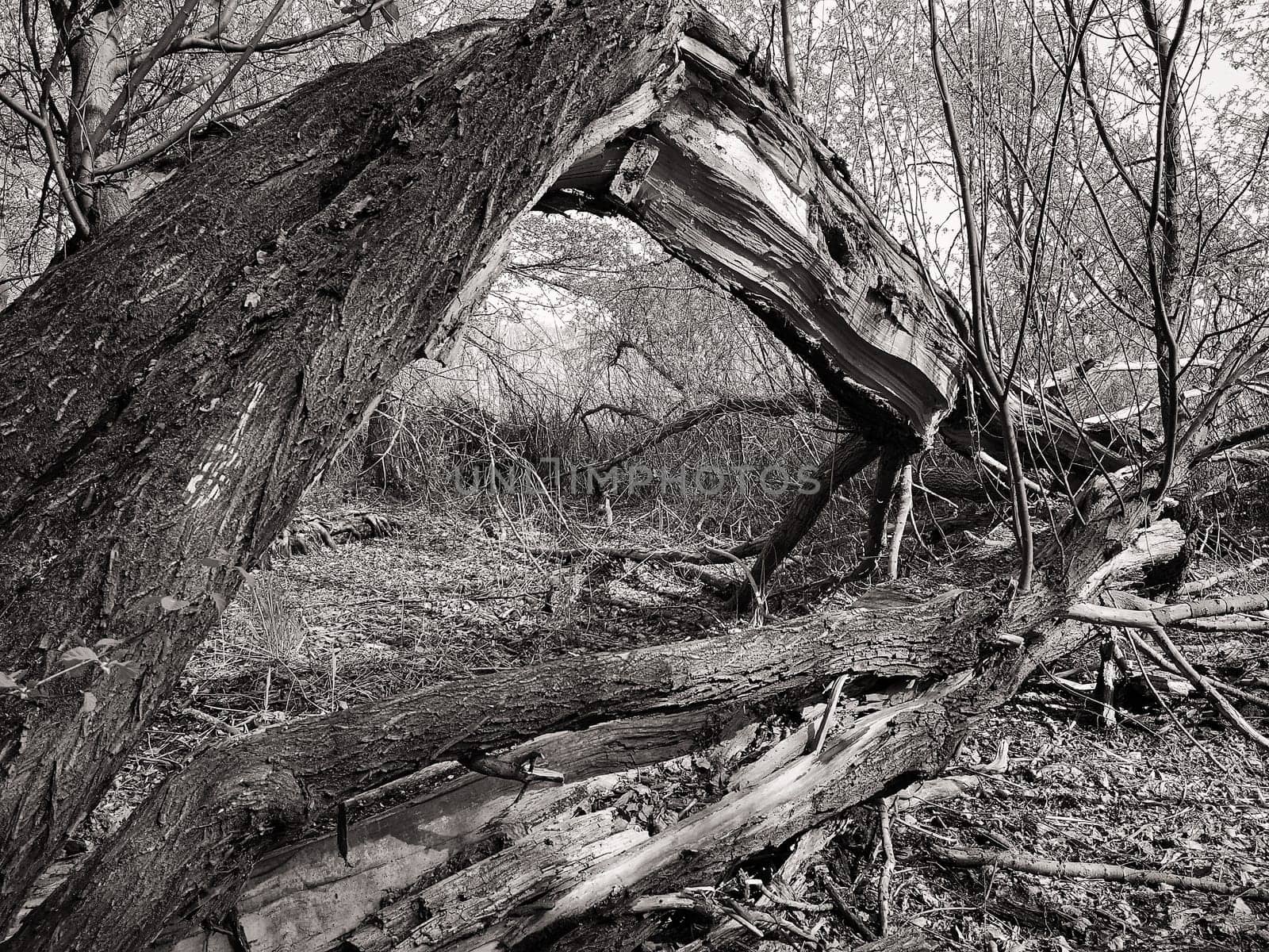 dead willow in Brandenburg countryside