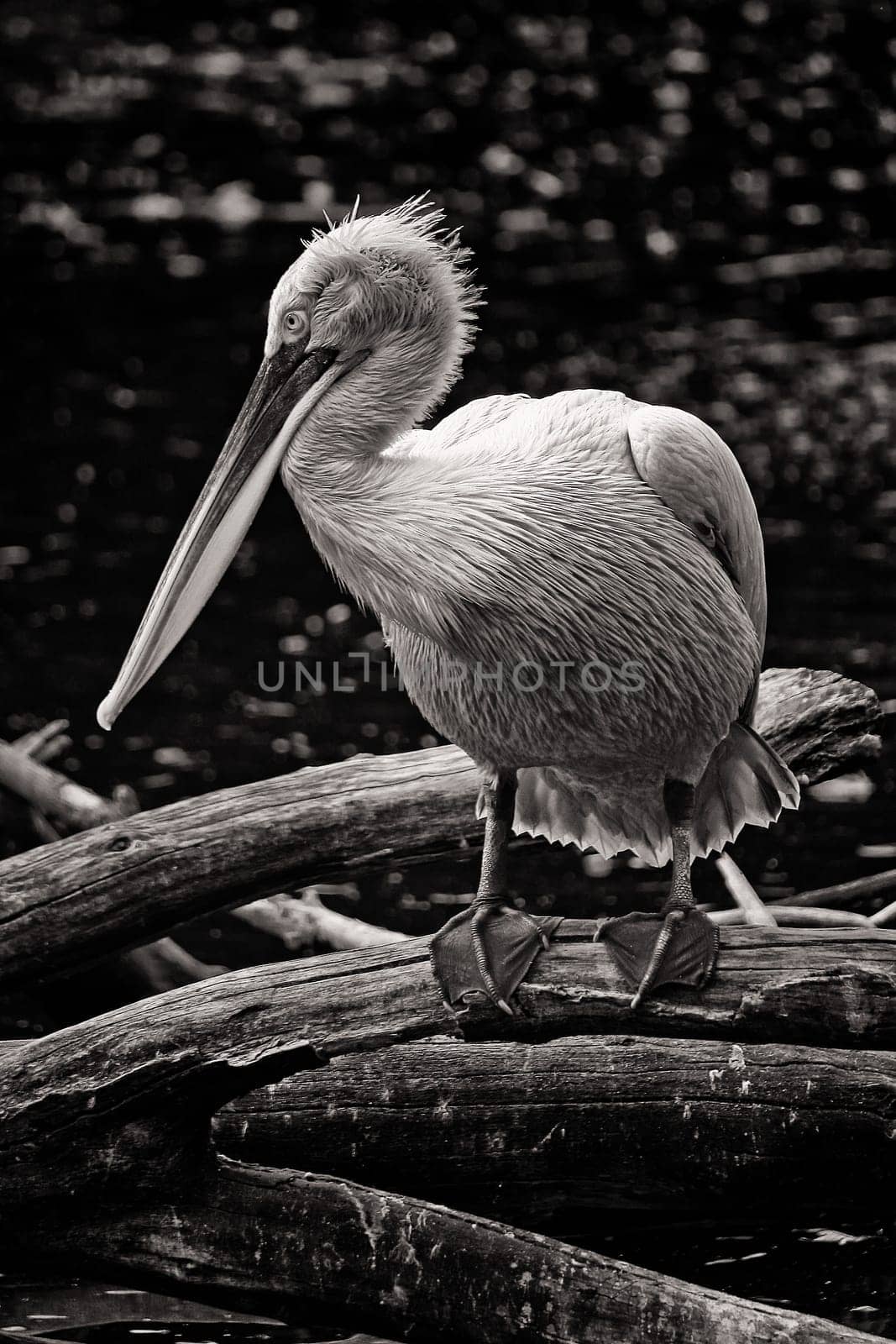 Curly pelican at the water
