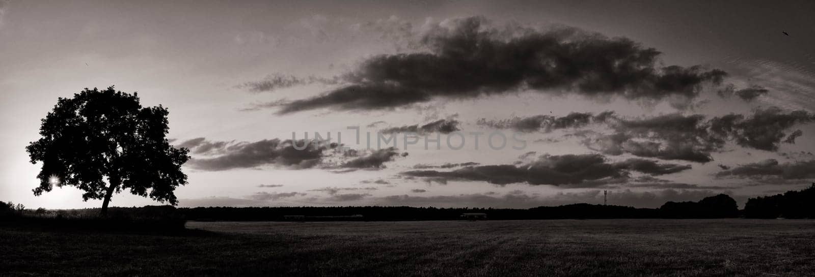 Oak tree in sunset, Fischland-Darß, Mecklenburg-West Pomerania, Germany