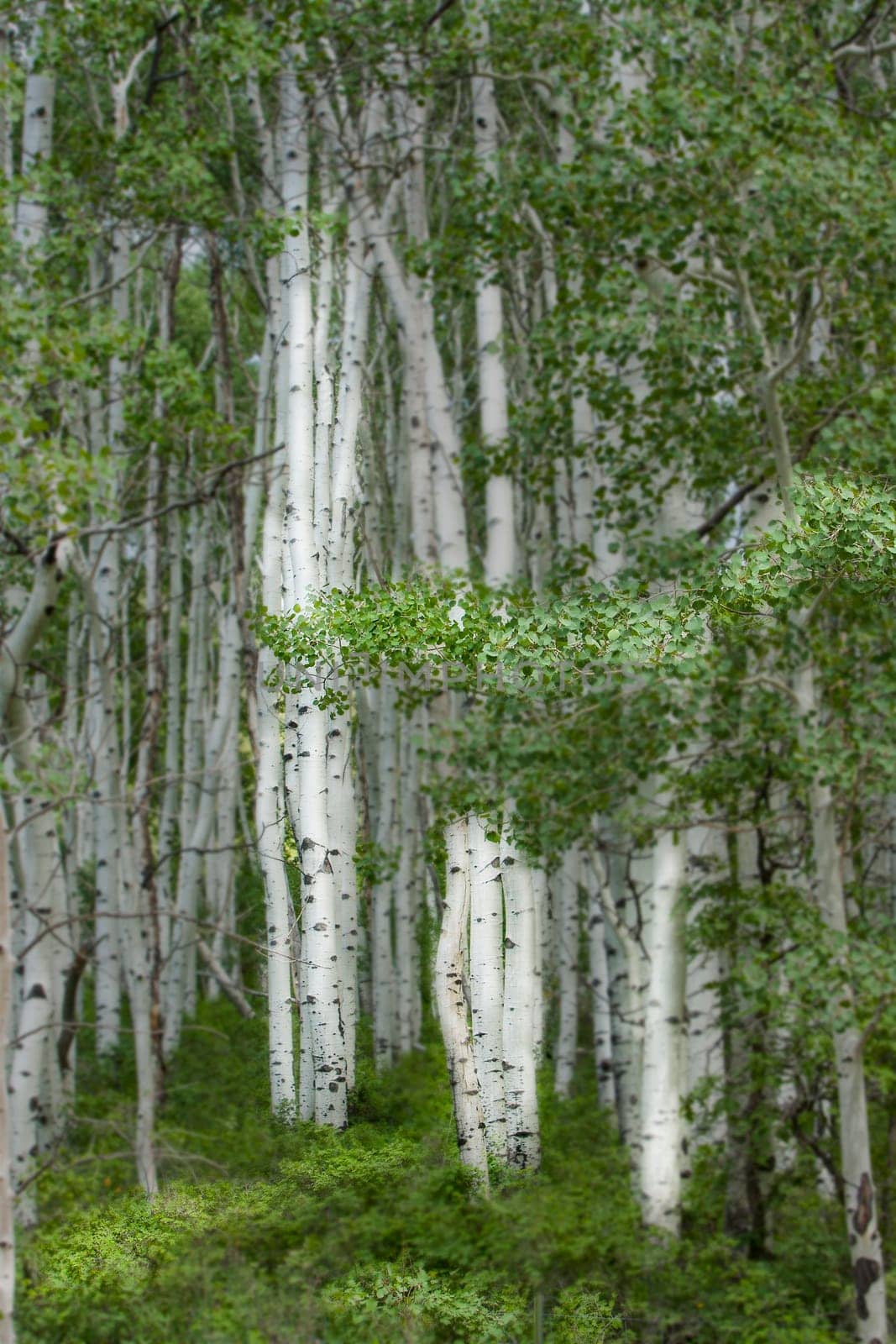 Aspens near Ridgeway and Ouray, Colorado in the San Juan mountains.