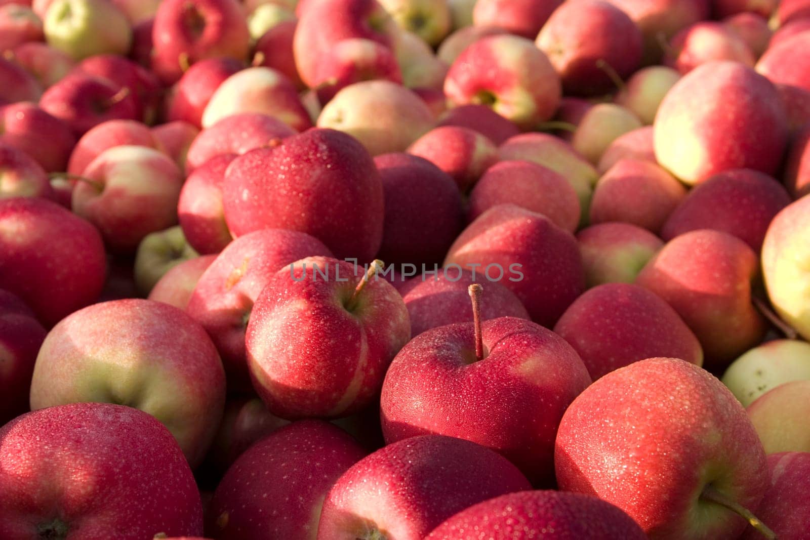Apples for sale at a farmer's market in Vermont,USA.