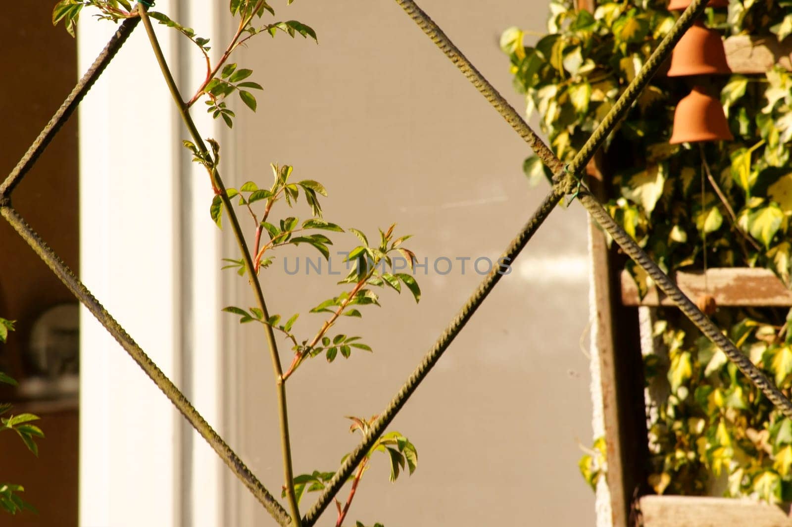 The close-up of a single rose vine on a climbing frame made of metal rods.