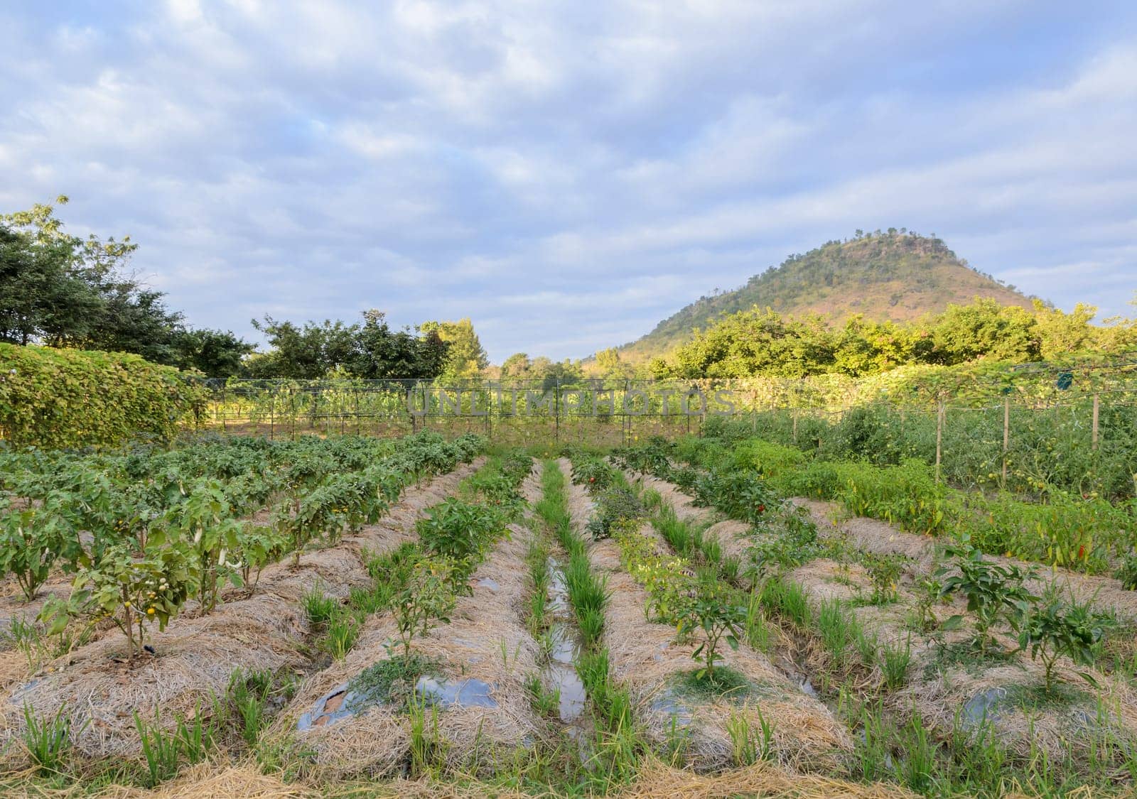 varieties vegetable garden of pepper, thai eggplant and tomato plant