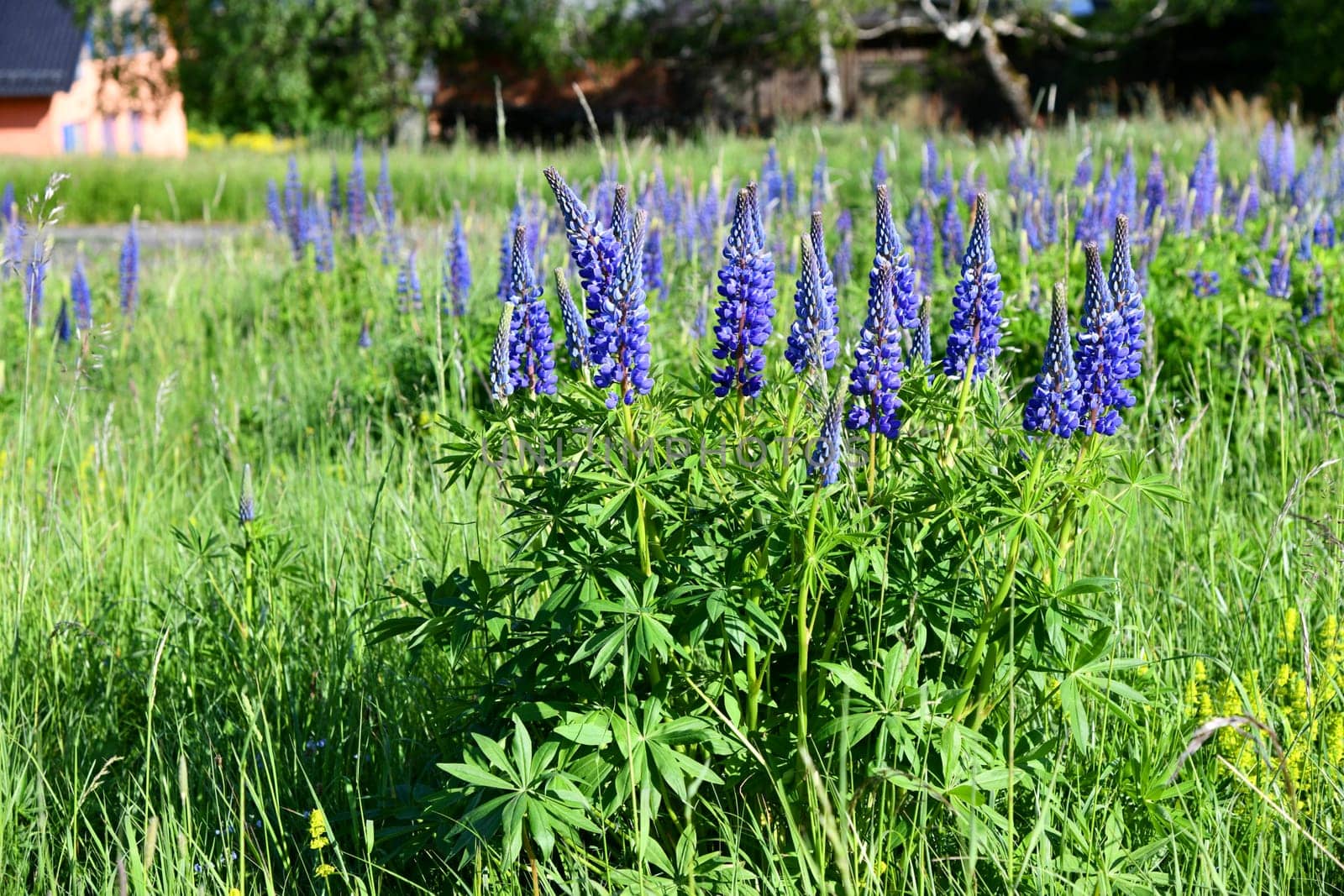 blue blooming lupins in a meadow