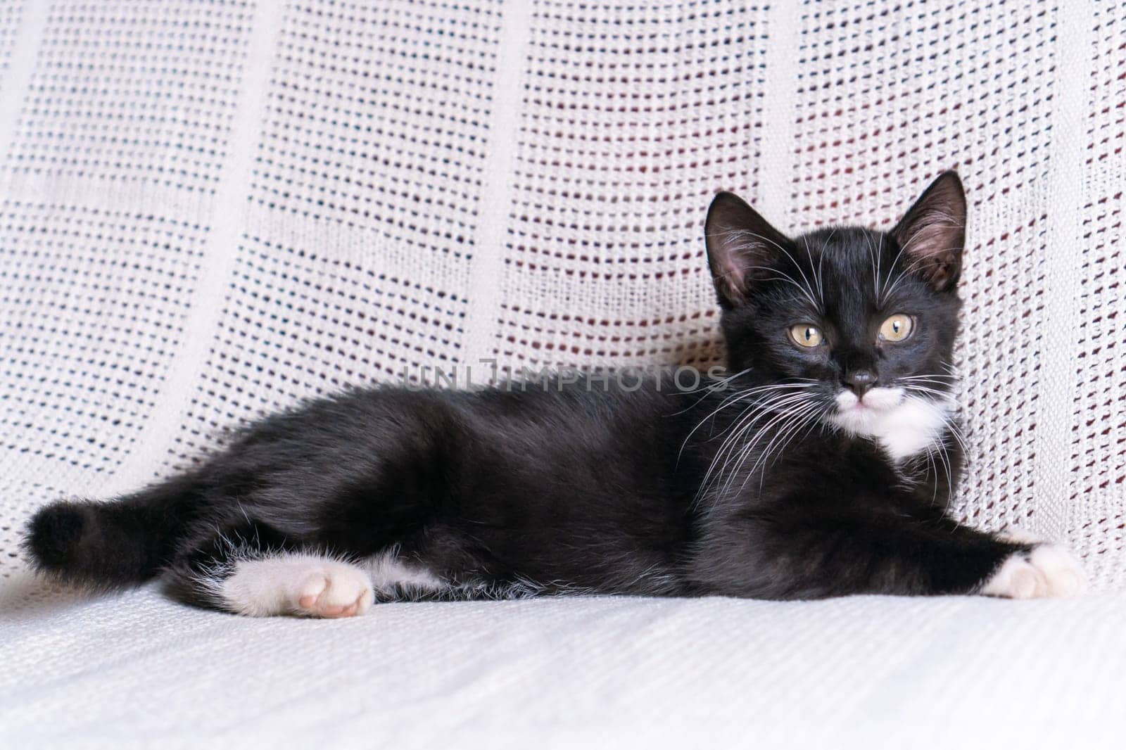 Portrait of serious black white fluffy longhair mongrel cat kitten pussycat lying on white cotton plaid at home, looking at camera, posing, relaxing. Animal life, pet care, pet adoption, pet love.