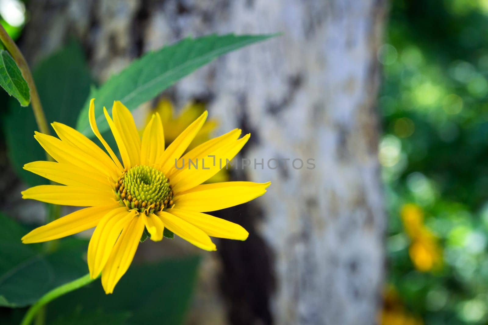 Bloom of rudbeckia or rudbekia fulgida with beauty green grasshopper in garden. Summer style