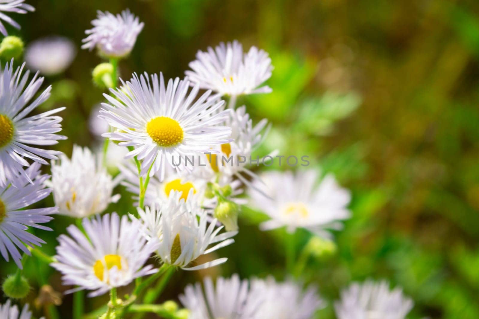 chamomile or daisy or marguerite flower on summer field close up