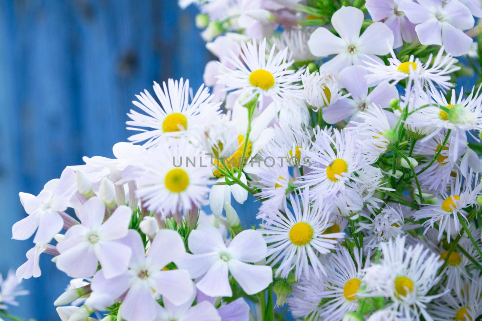 Daisy flowers on old blue wooden background, summer image