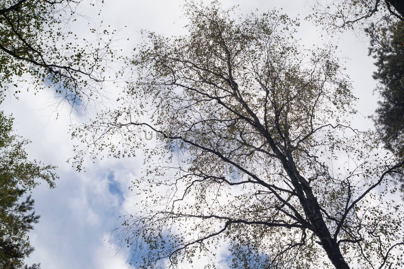 Looking up toptrees the sky and trees.