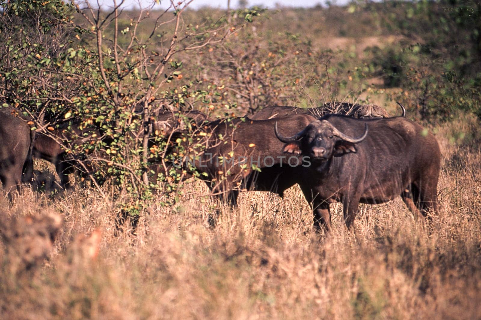 Buffalo (Syncerus caffer), Kruger National Park, Mpumalanga, South Africa