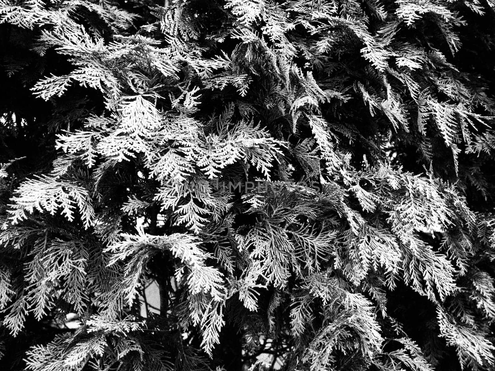 Evergreen coniferous tree or shrub. cypress, with small scaly leaves. Black and white monochrome photography. Natural background.