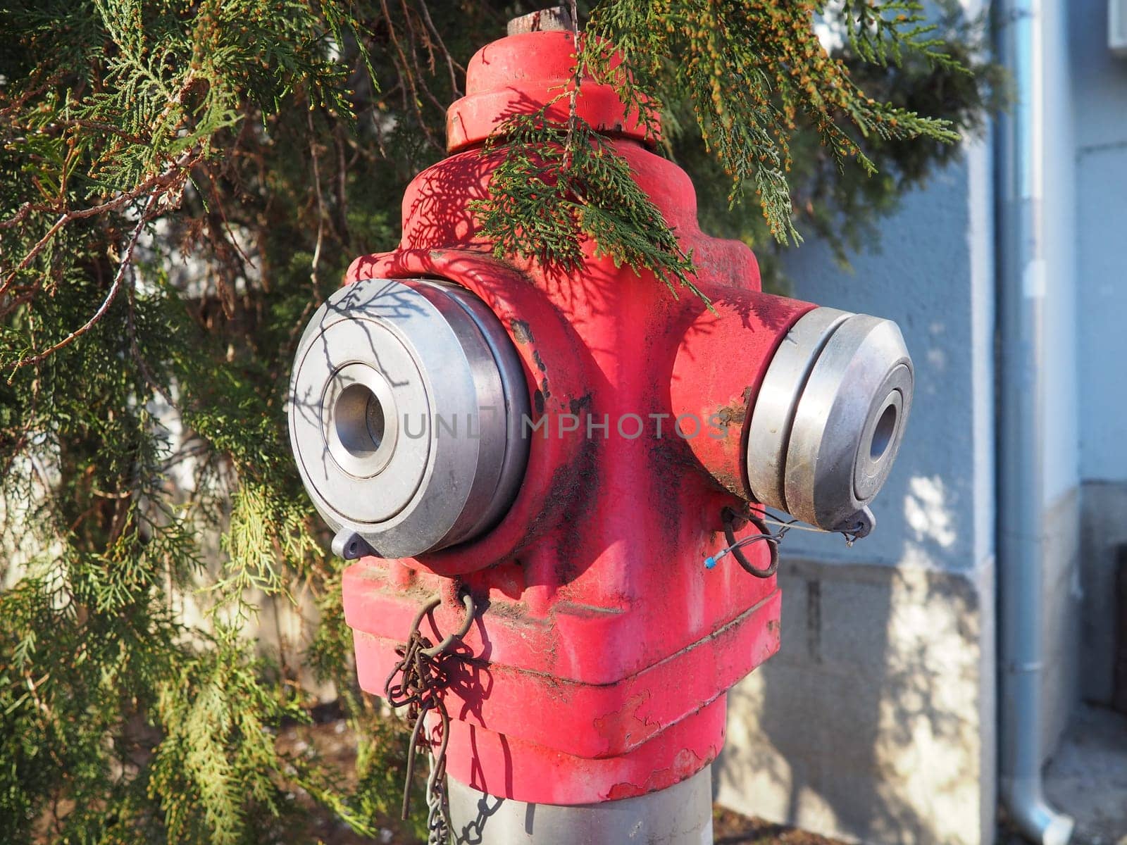 industrial fire hydrant. Outdoor equipment for extinguishing fires in urban environments. Metal painted in kars color. Two fire hose taps. Thuja leaves in the background