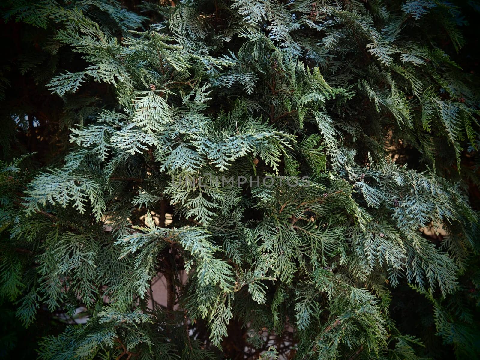Evergreen tree branch. Closeup of beautiful green christmas leaves of Thuja trees. Thuja twig, Thuja occidentalis is an evergreen coniferous tree.