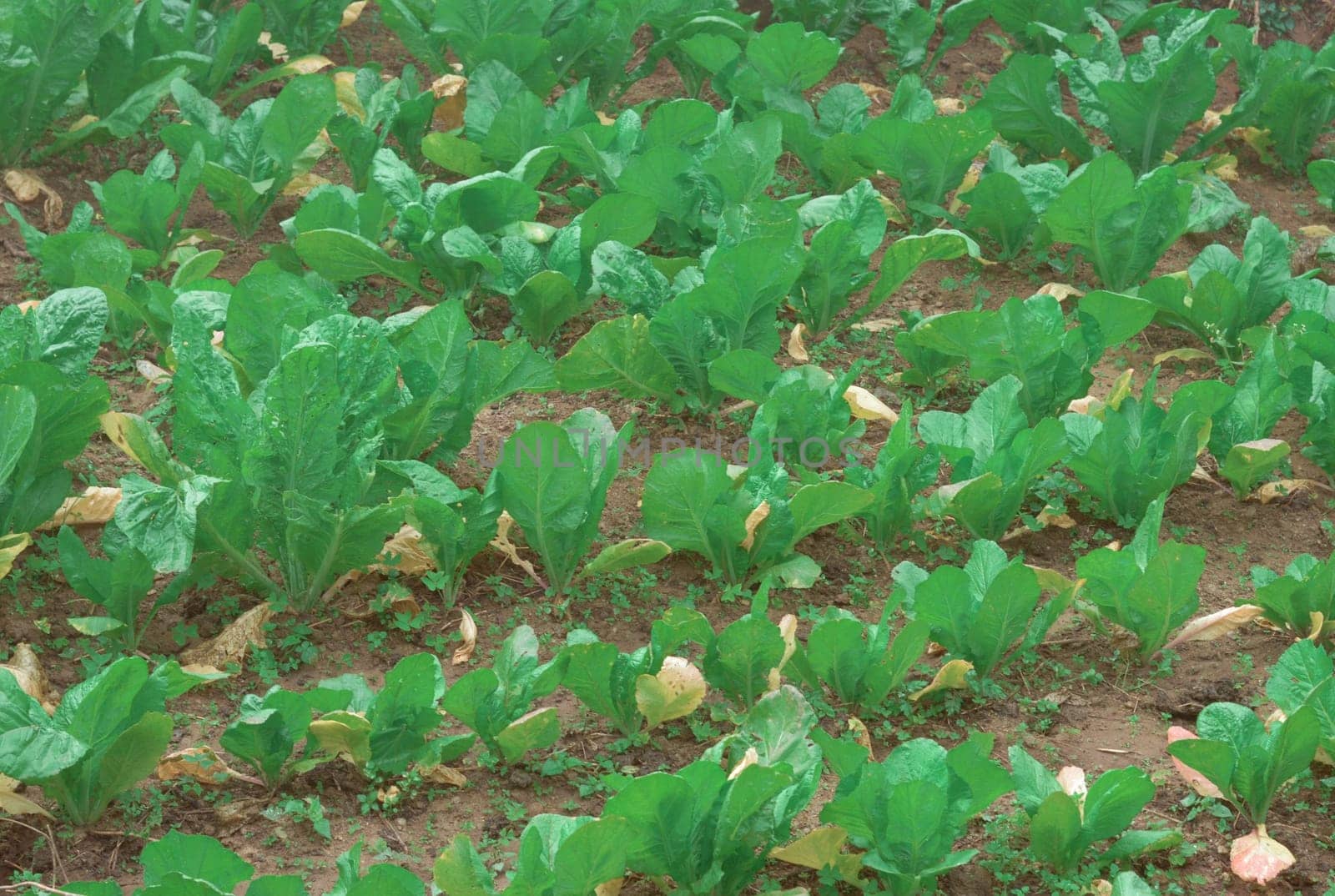 Agriculture field full of Green Cabages. Nature background