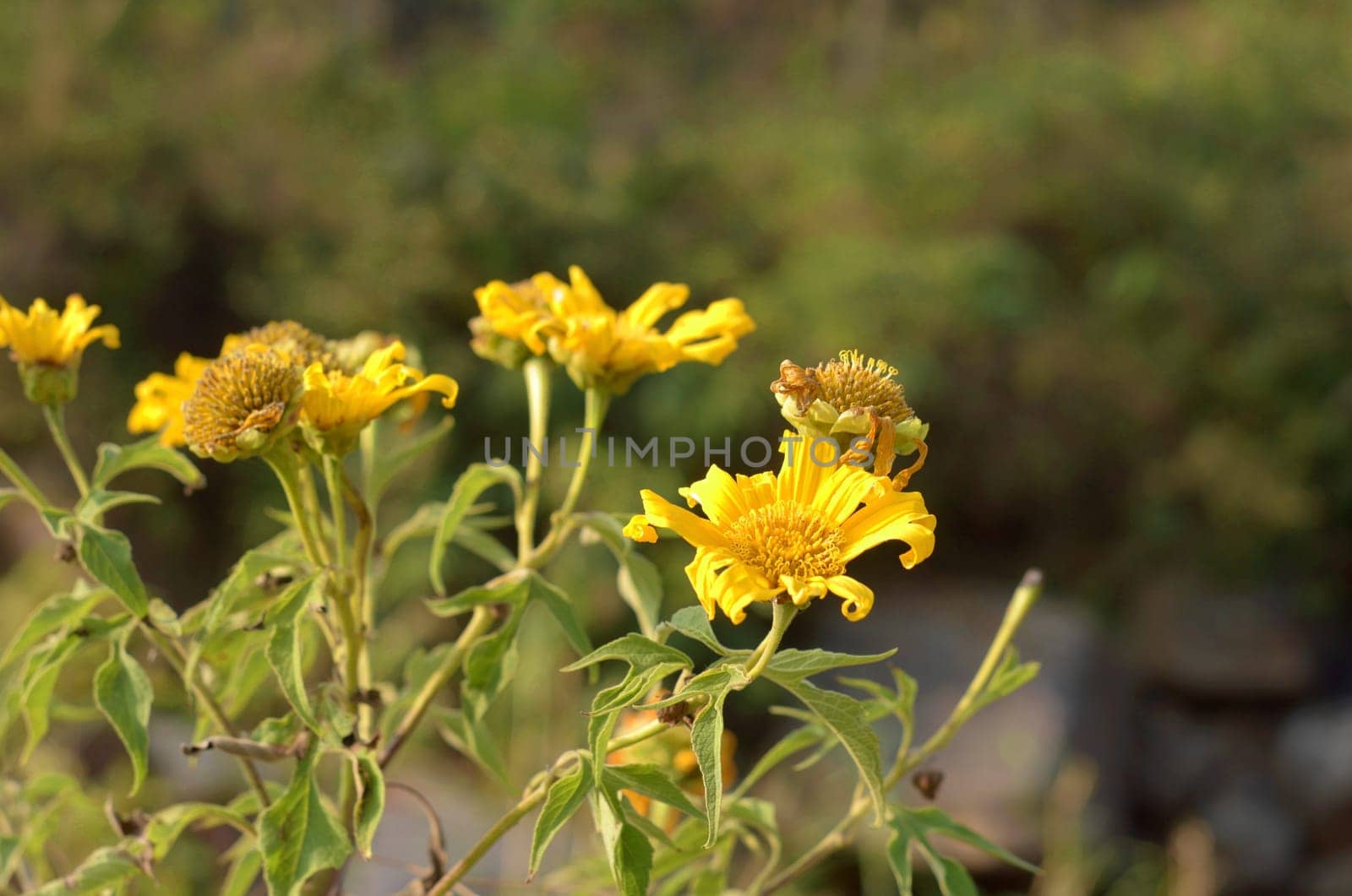 Sunflowers in the garden in morning sunlight.