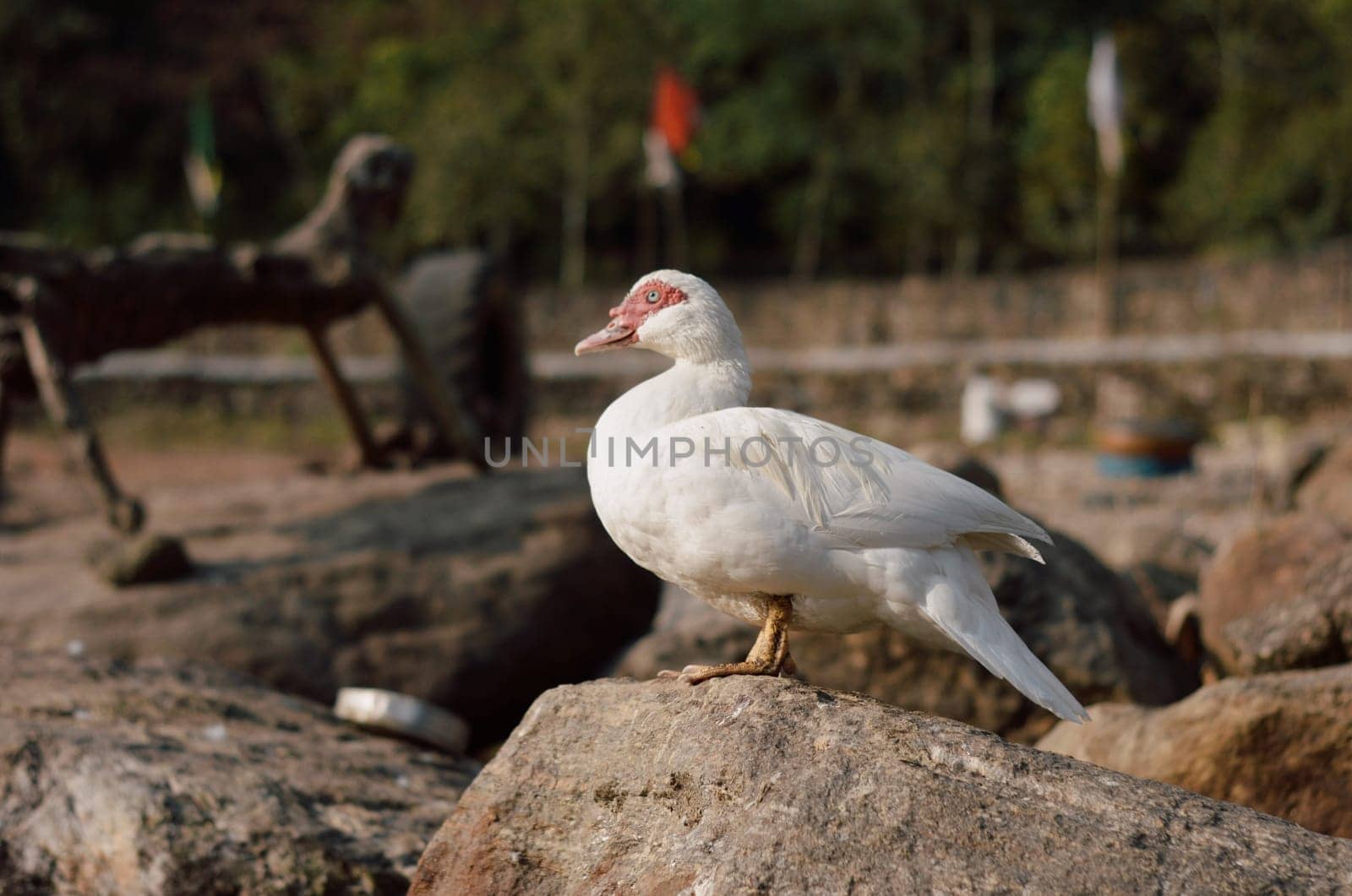 Red beak white goose waterfowl sitting on a rock.