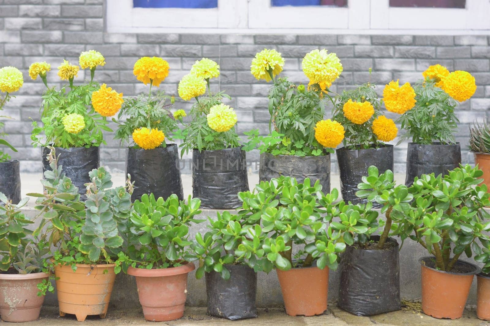 Flower tub in roof garden.