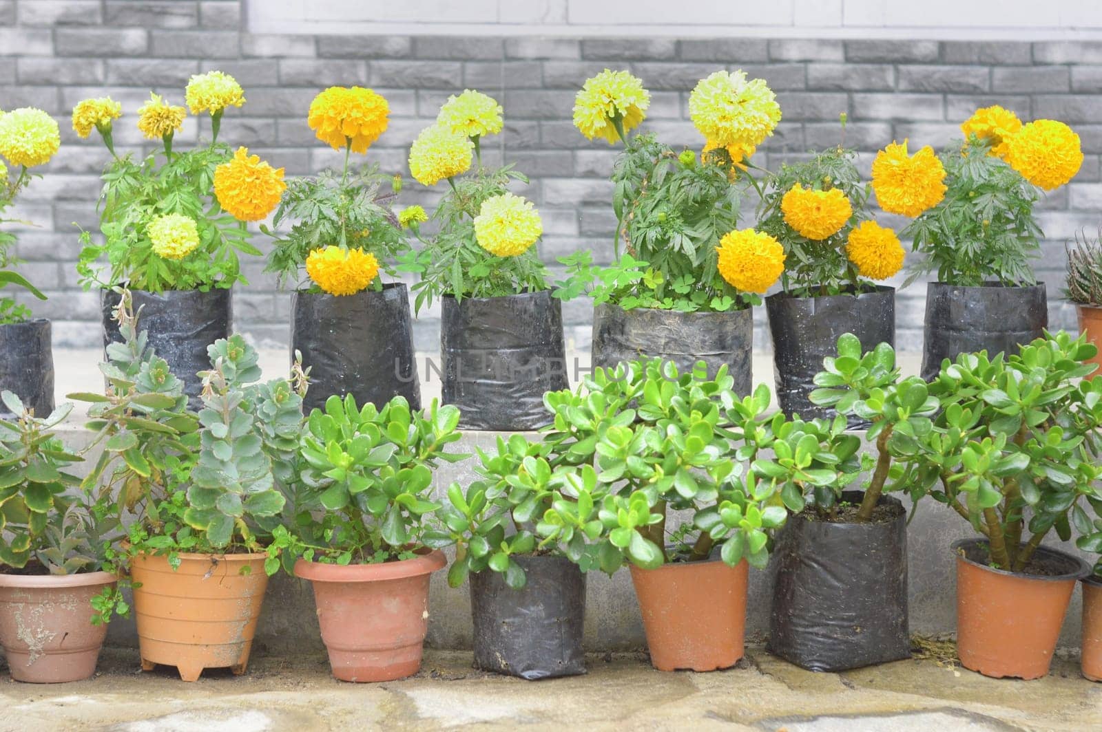Flower tub in roof garden.