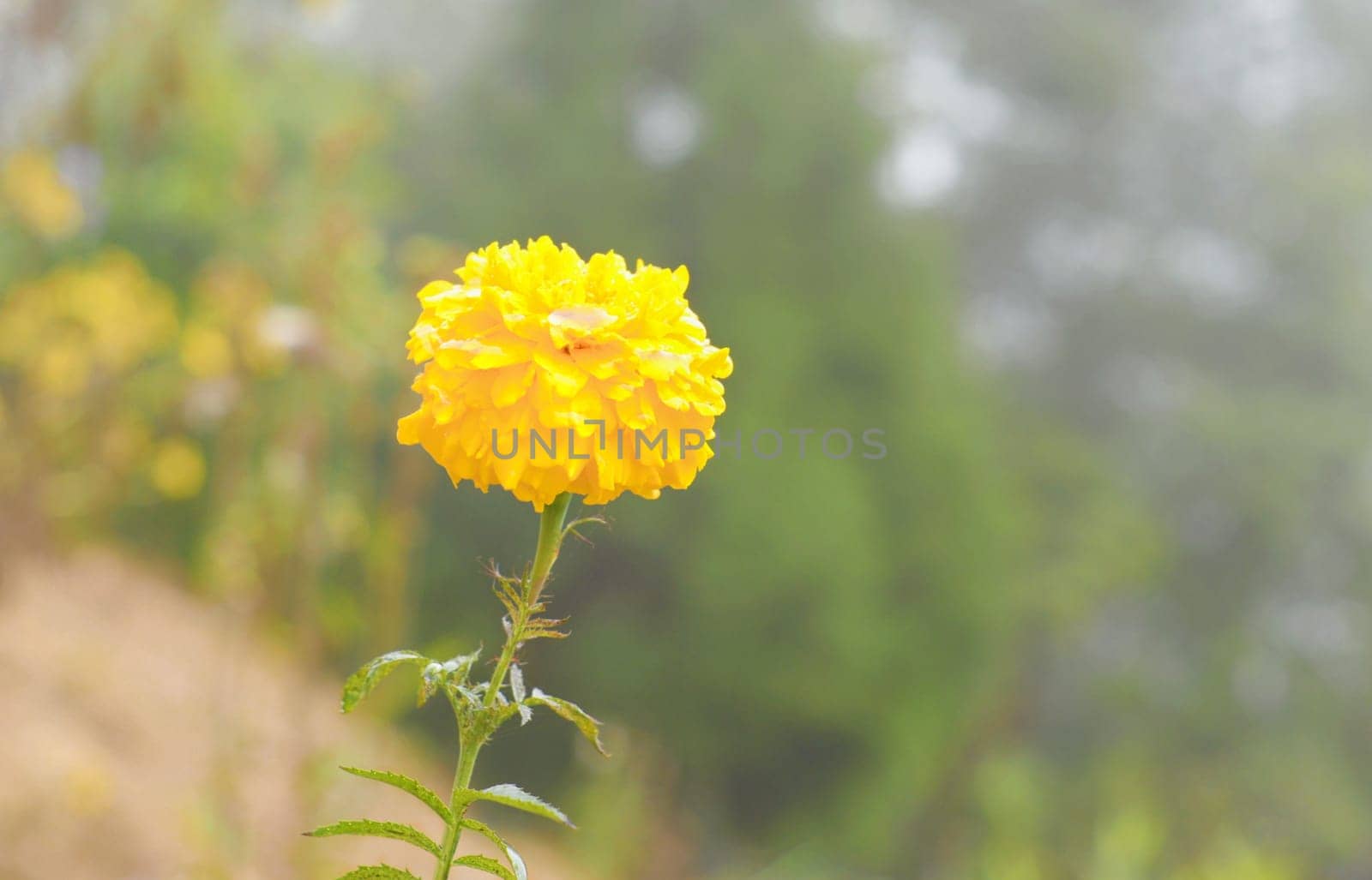 Marigold Yellow Flower, Yellow Marigold Flower in nature garden