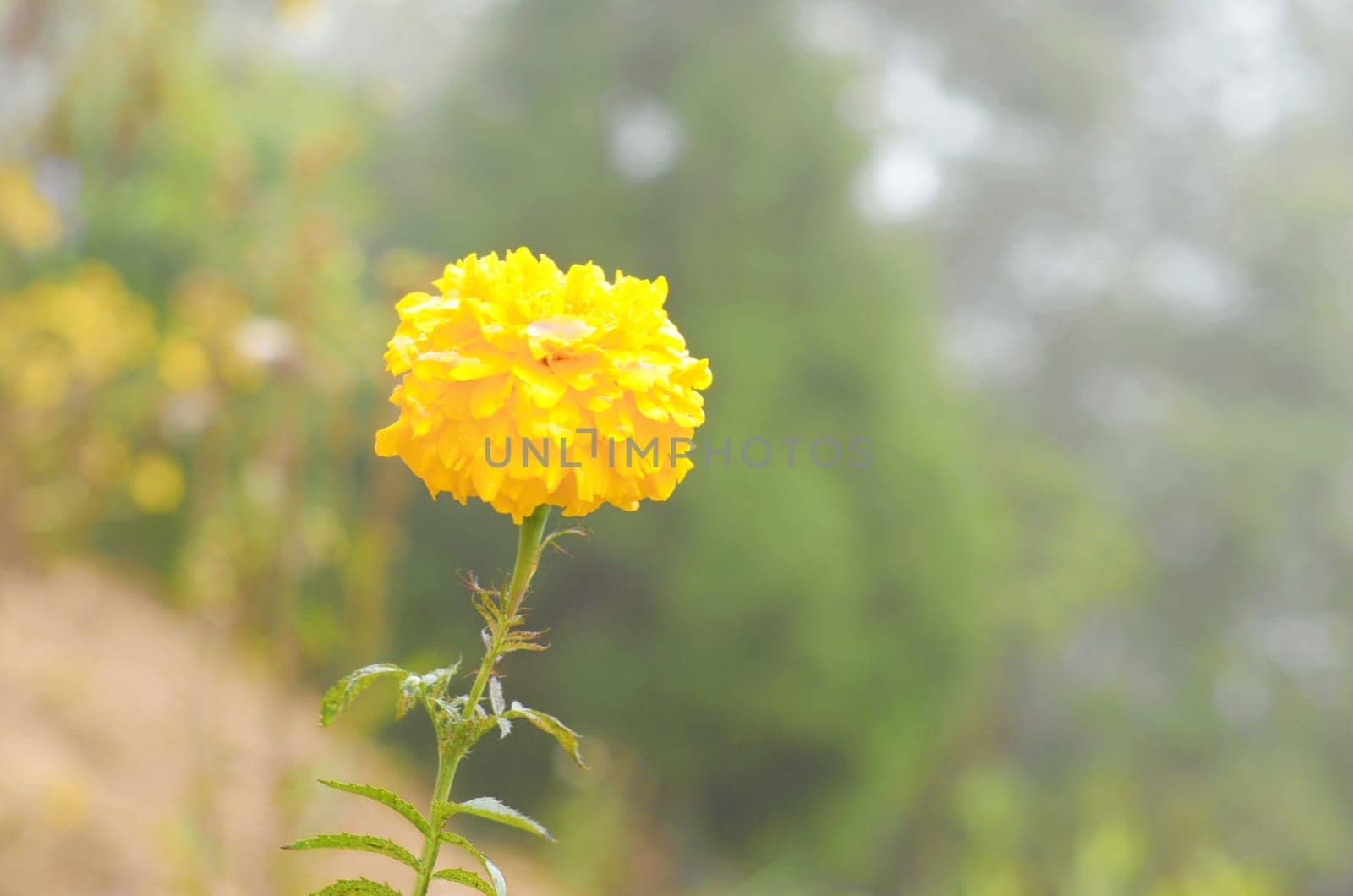 Marigold Yellow Flower, Yellow Marigold Flower in nature garden