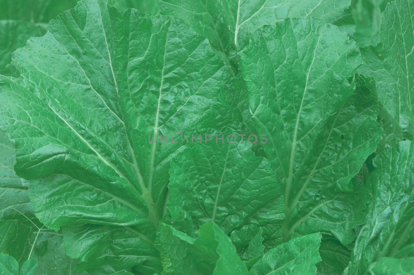 Green Leaves Background. Full Frame. Nature backgrounds.
