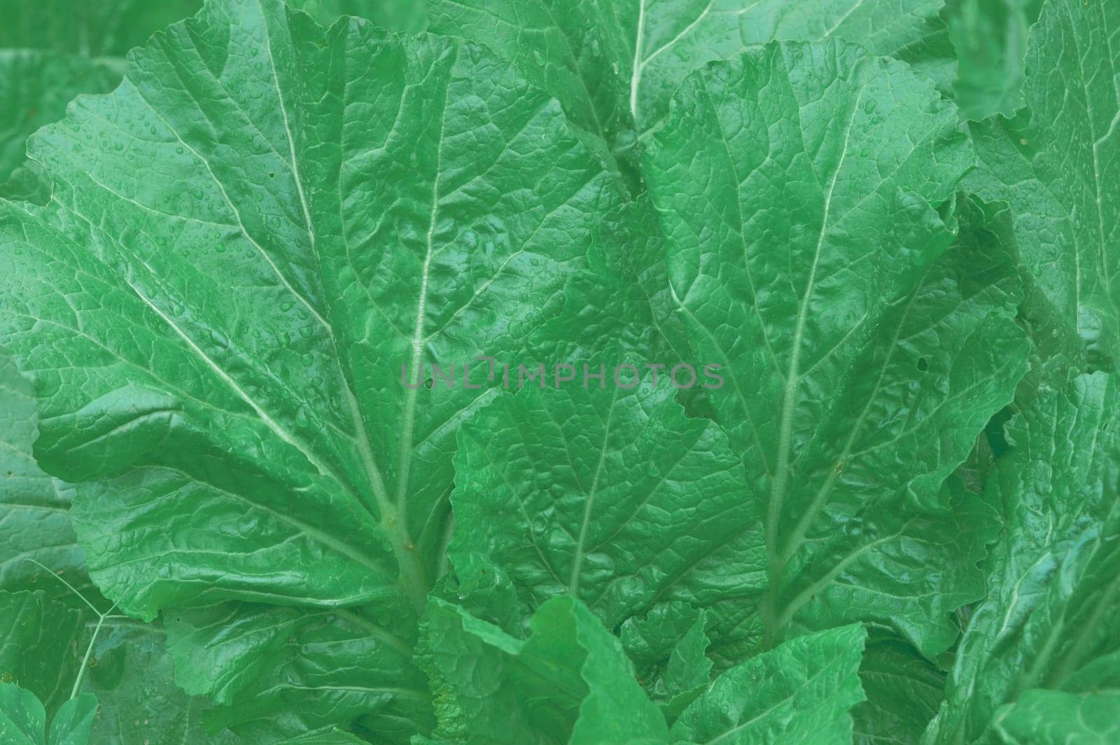 Green Leaves Background. Full Frame. Nature backgrounds.