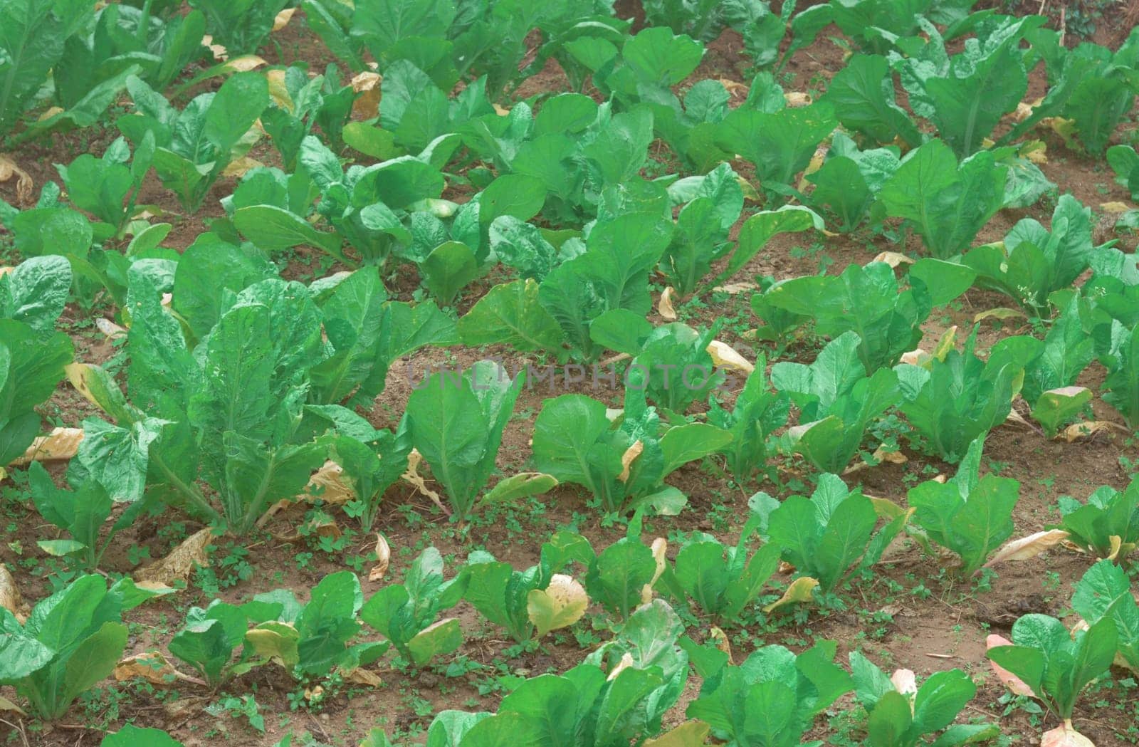 Agriculture field full of Green Cabages. Nature background