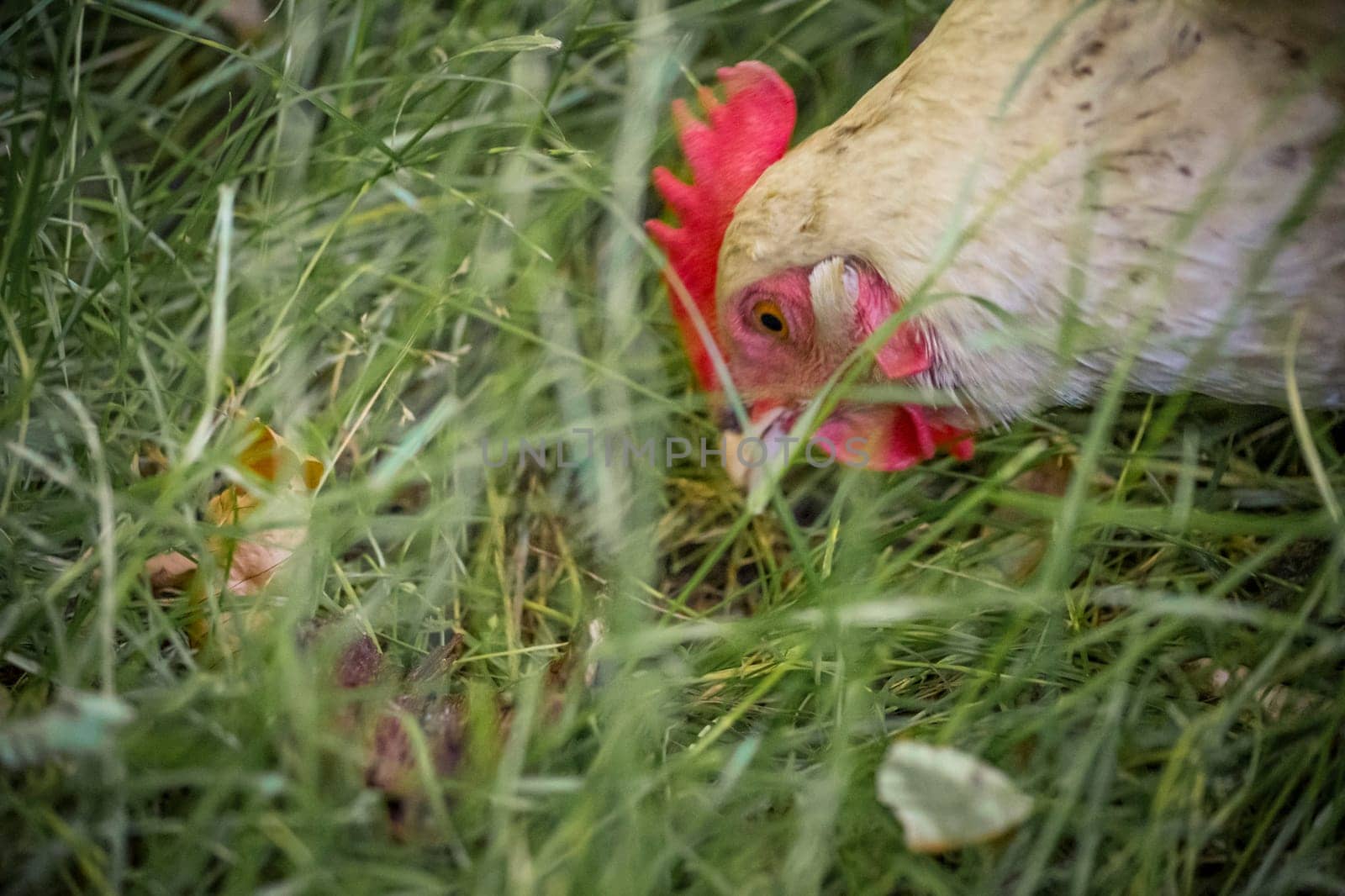 Free roaming white chicken picking and eating grass