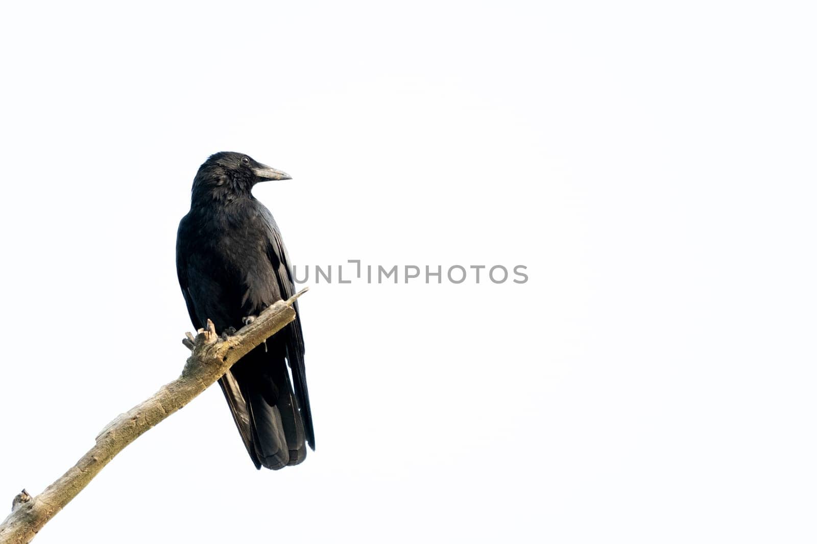 Black crow sitting on a branch of a dead tree. Isolated on white background with copy space