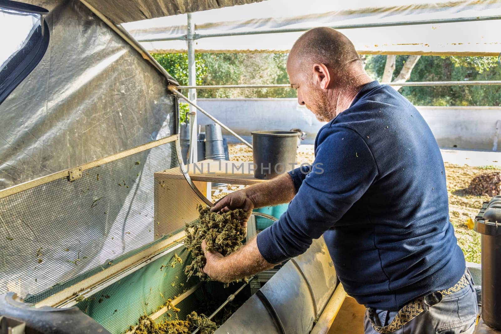 Farmer Worker puts Marijuana buds in an electric trimmer machine. Organic Cannabis Sativa fabric. Legal medicinal marihuana with CBD for healthcare and medicine
