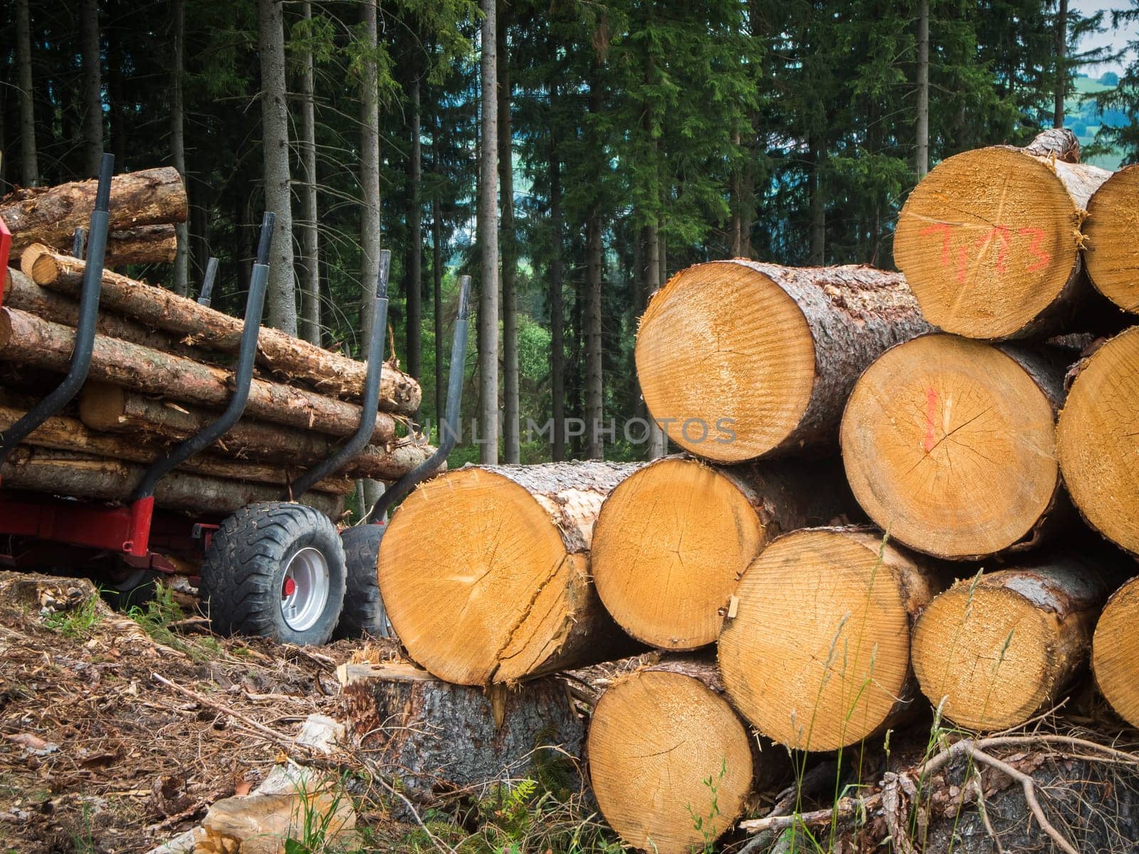 Wide-angle close-up view of a timber loading area in a forest in Bavaria.