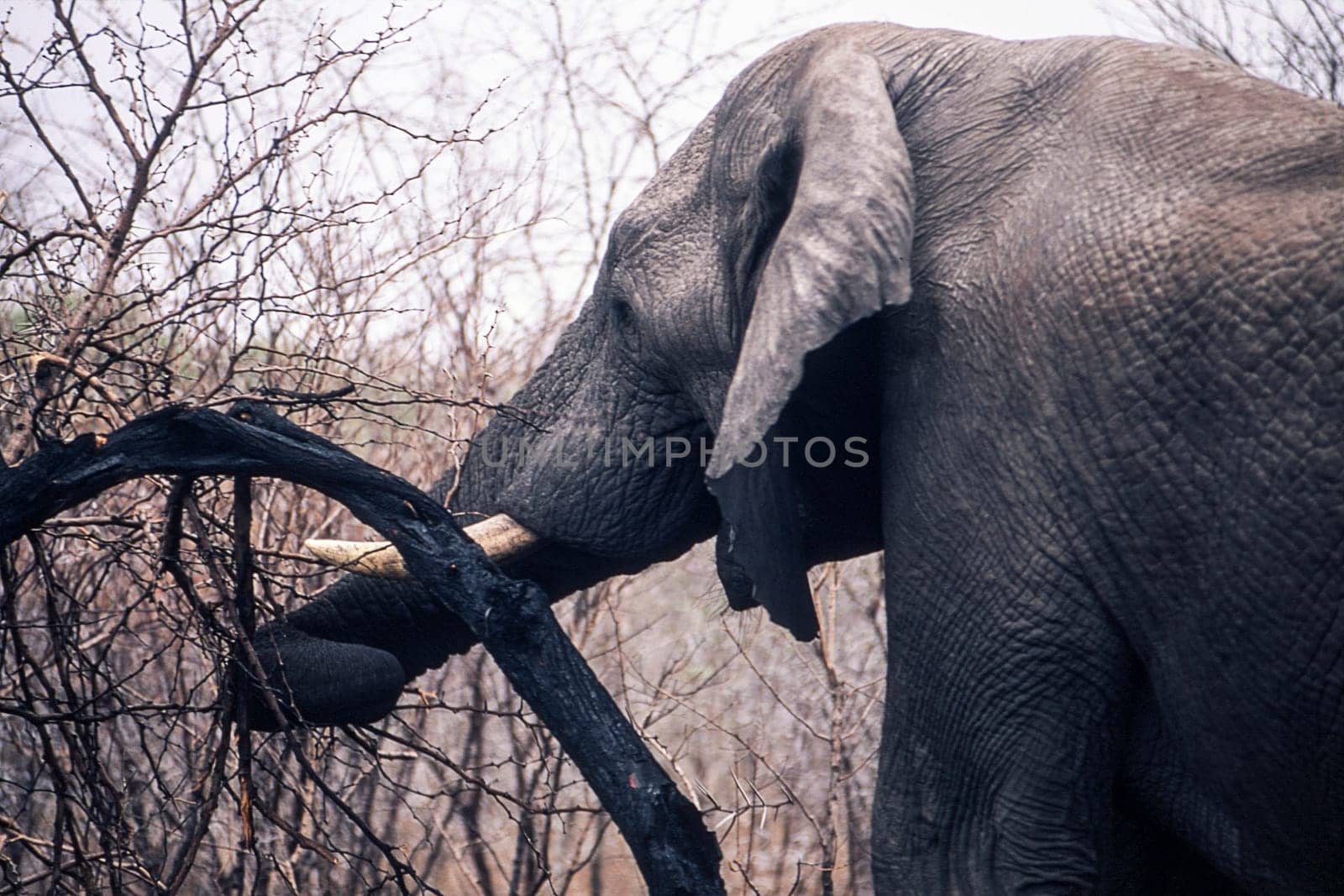 Elephant (Loxodonta africana), Kruger National Park, Mpumalanga, South Africa
