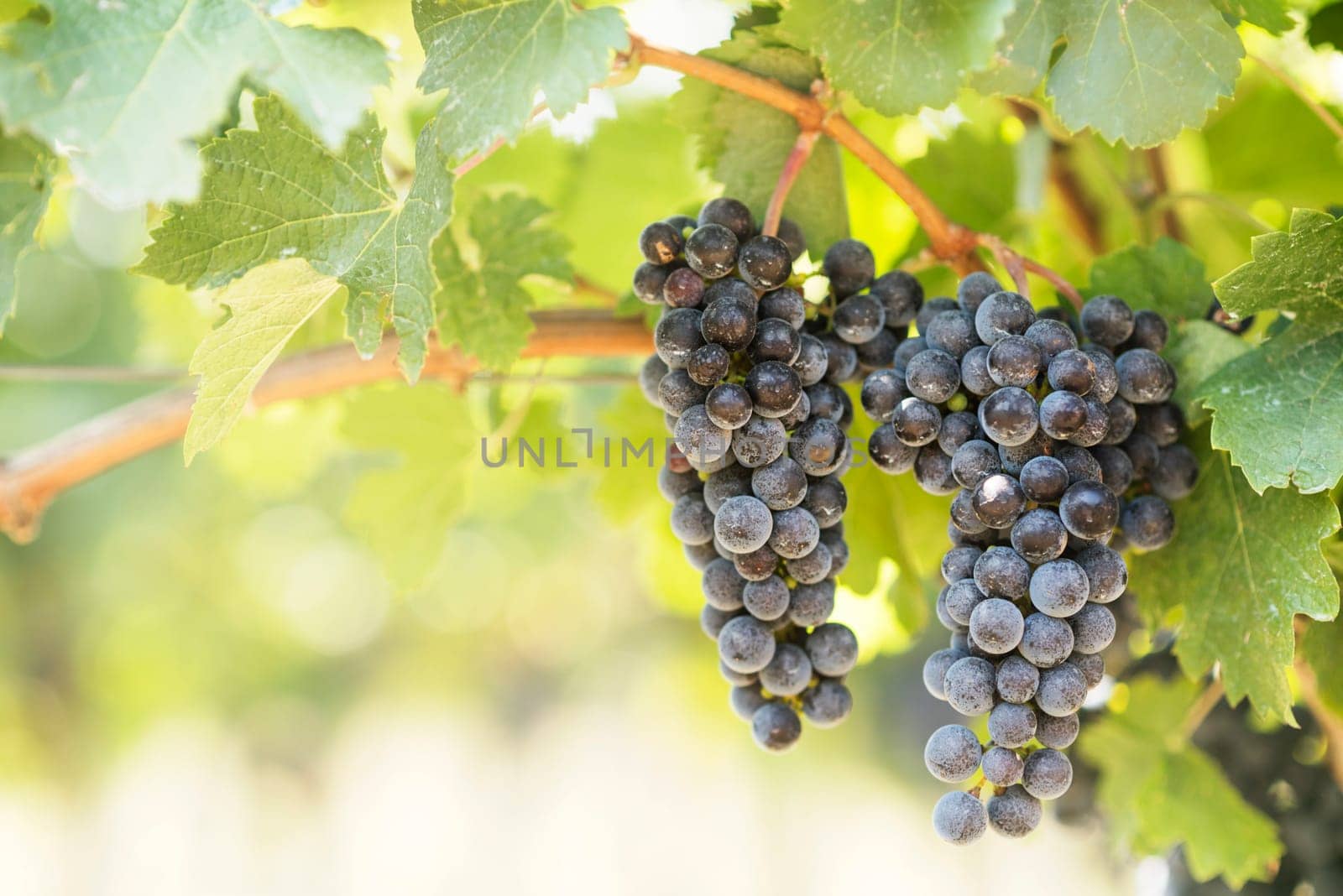 Closeup of blue grapes in vineyard with sunlight. Winery and grape growing background frame.