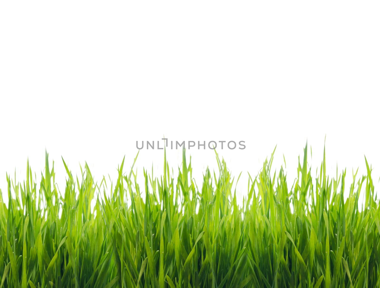Closeup of fresh green grass isolated over white background. Ecology and environment design banner. Nature creative concept.