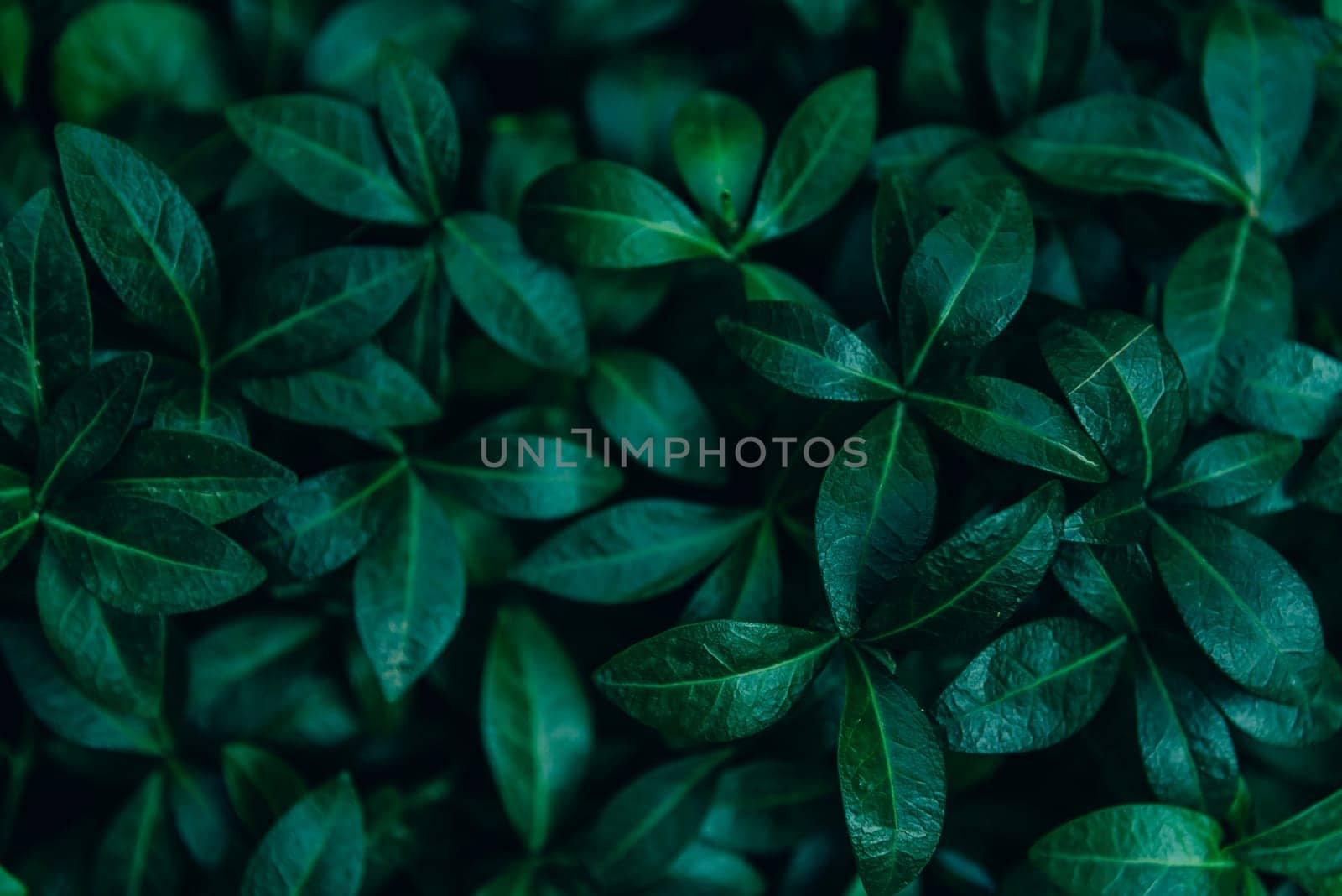 Abstract natural leaves background. Dark green foliage from above. Plant and nature wallpaper design. Ecology and eco concept.
