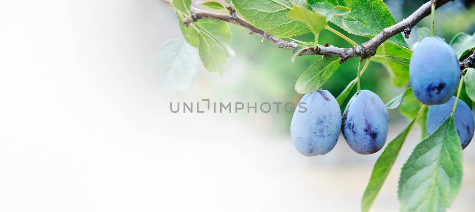 Closeup of plum tree with growing fruits on branches. Fruit orchard farm background design.
