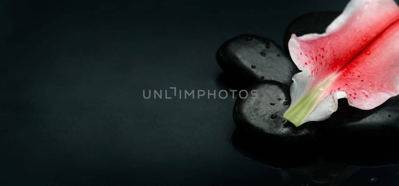 Wellness and spa luxury weekend design banner. Top view of spa stones and flower petal over black background texture. Massage salon and aromatherapy treatment concept.