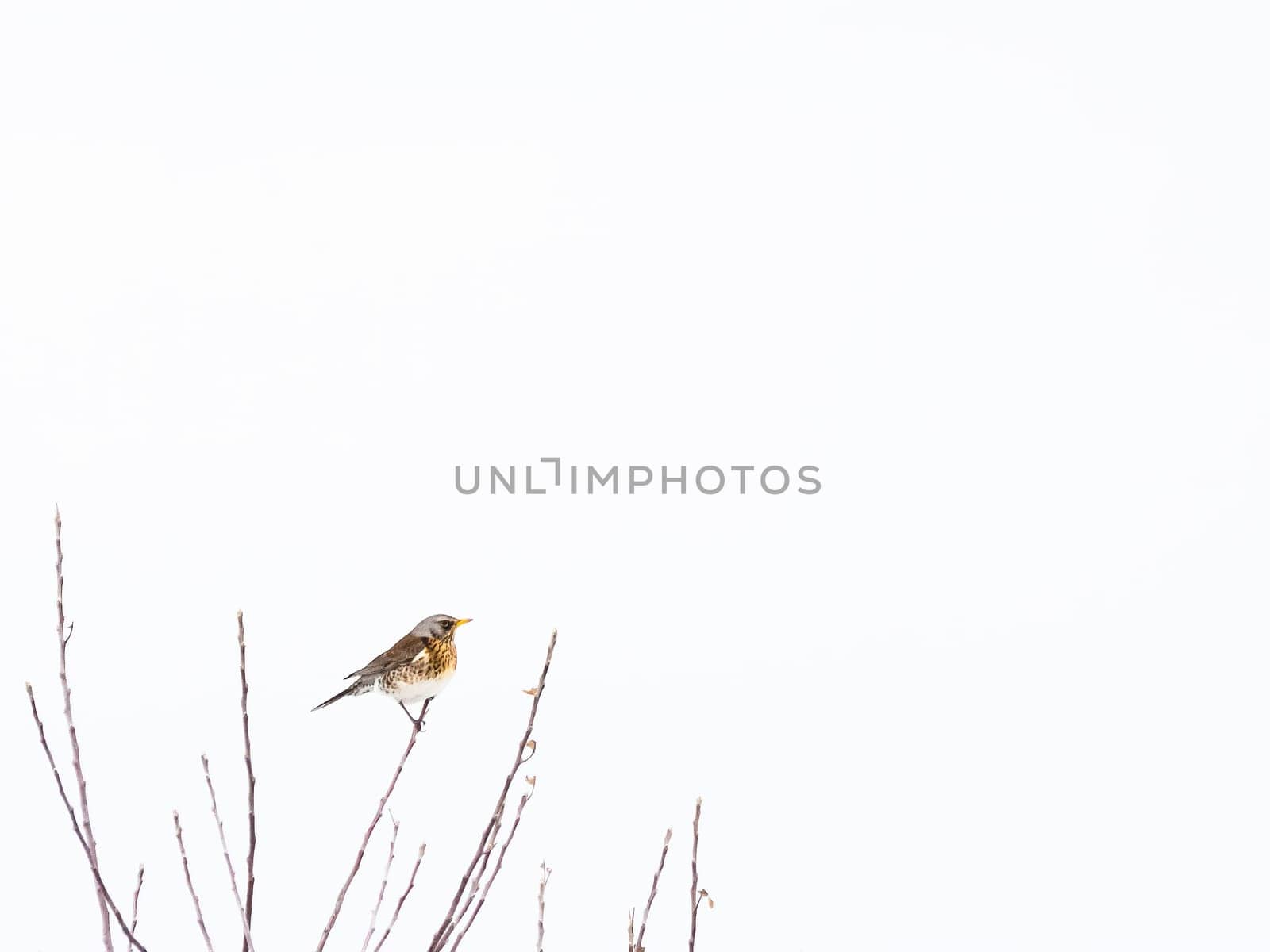 Low Angle View Of Mistle Thrush Perching On Bare Tree Against Sky