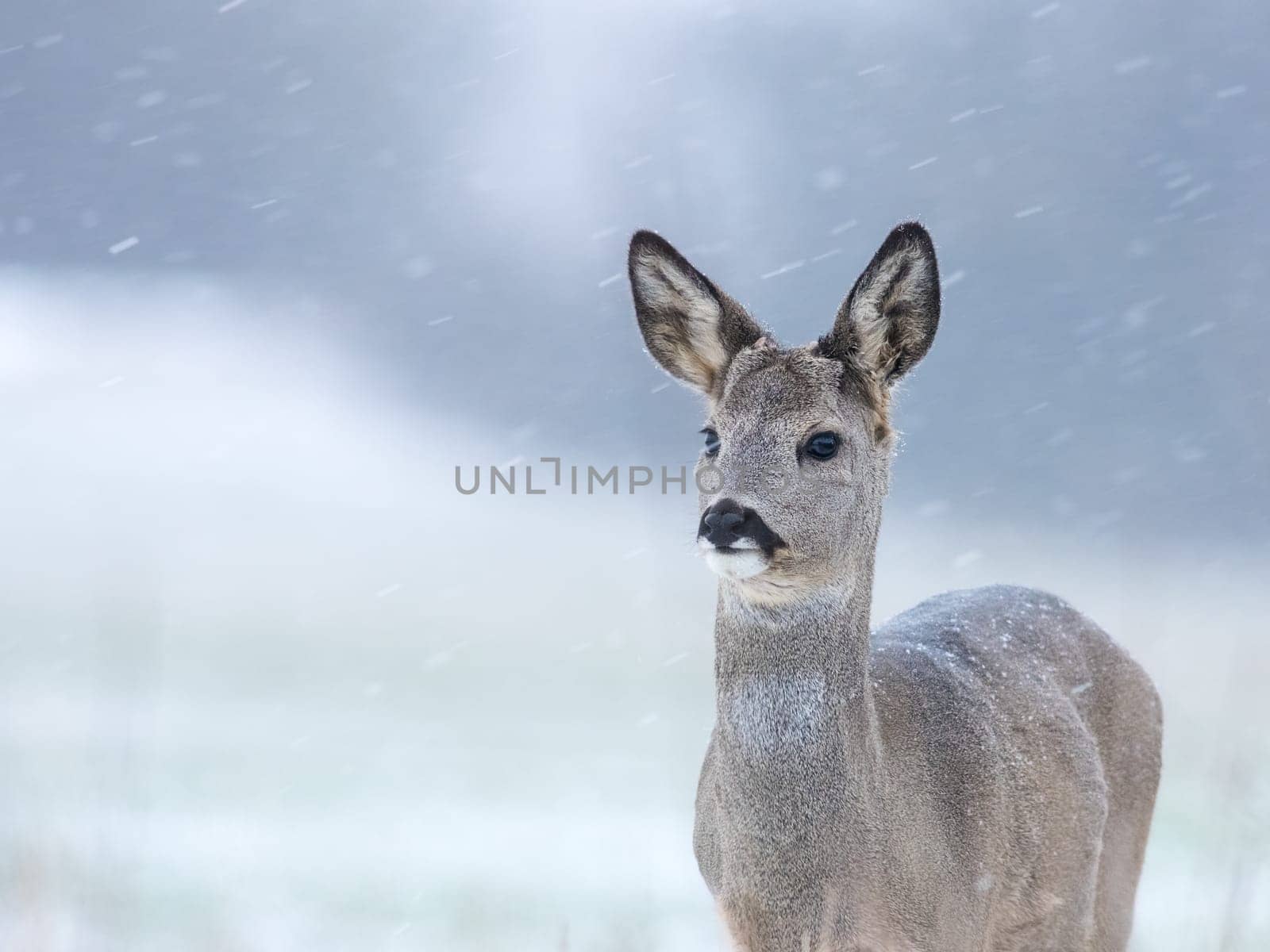 Roe deer female standing in snowy weather