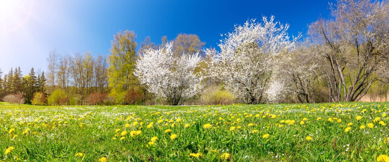 Panoramic view of the colourful meadow with blossoming cherry trees. Spring in the natural park.